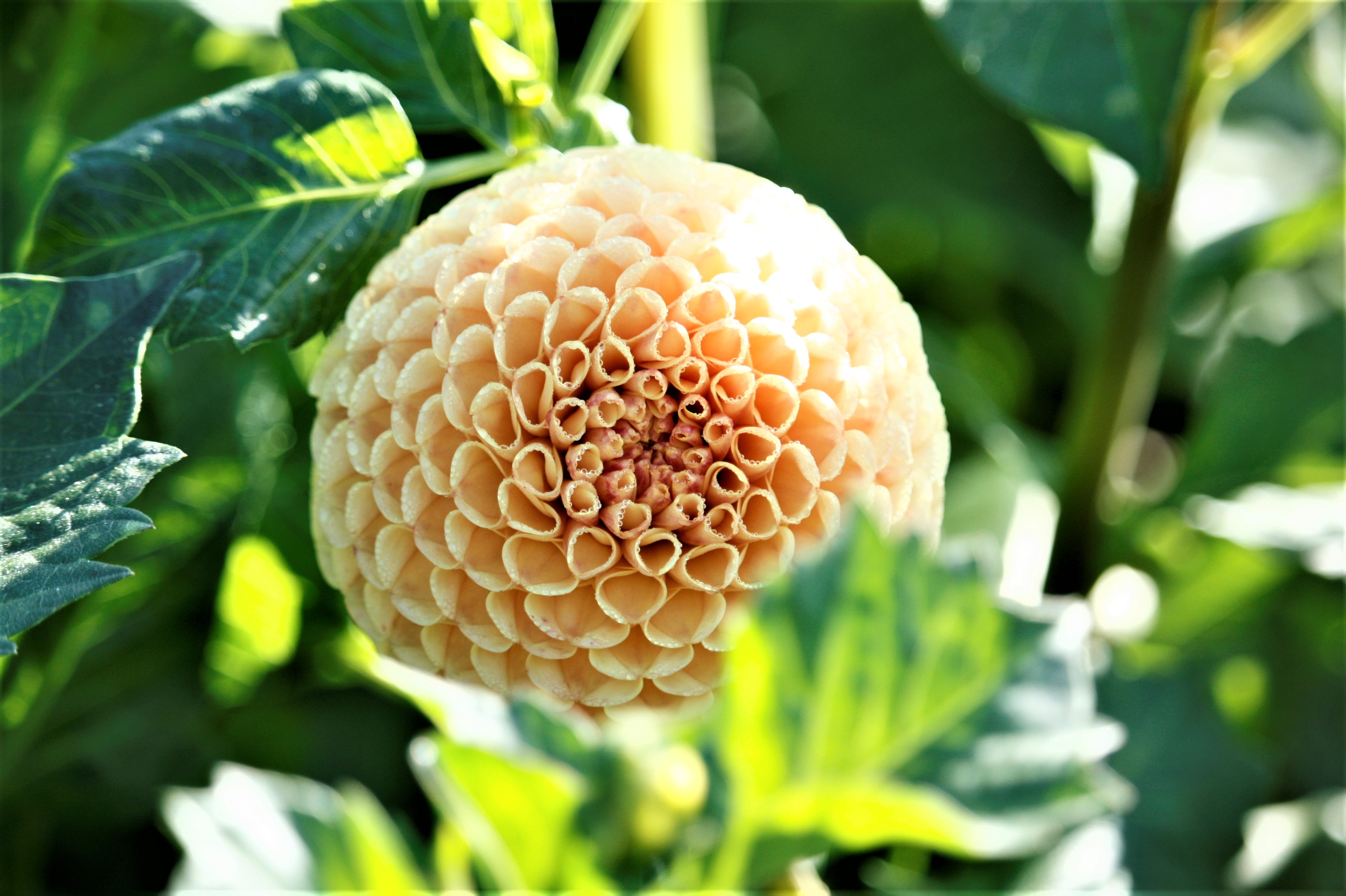 nog-een-mooie-dahlia