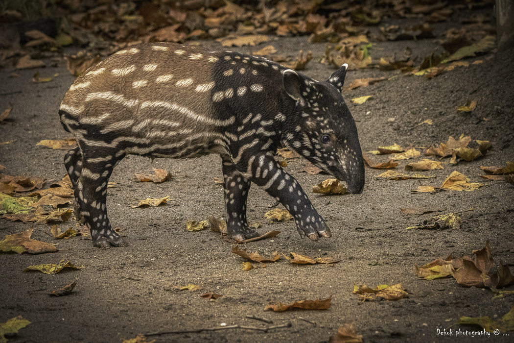 tweekleurige-jonge-tapir