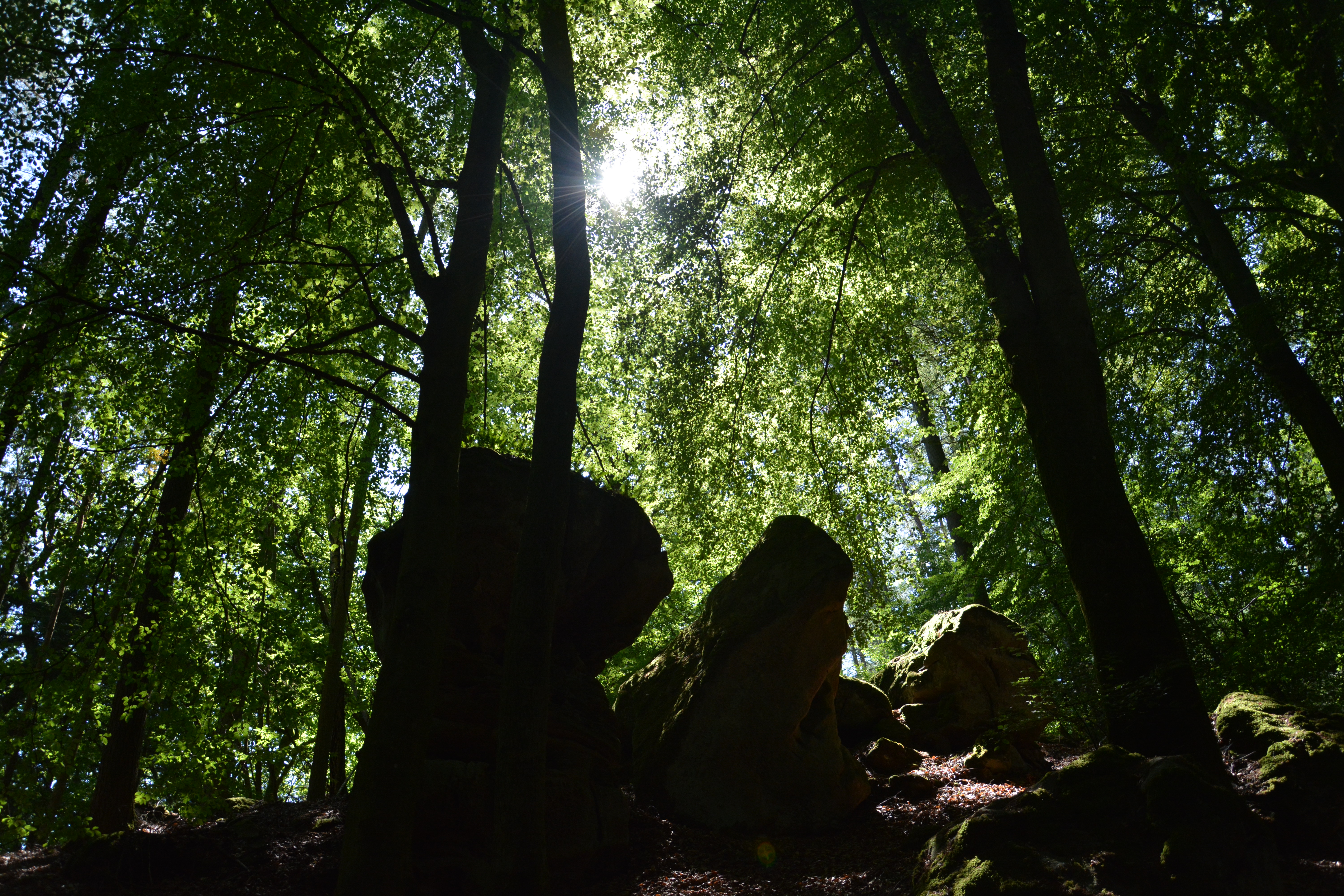 de-zon-brengt-het-bos-tot-leven