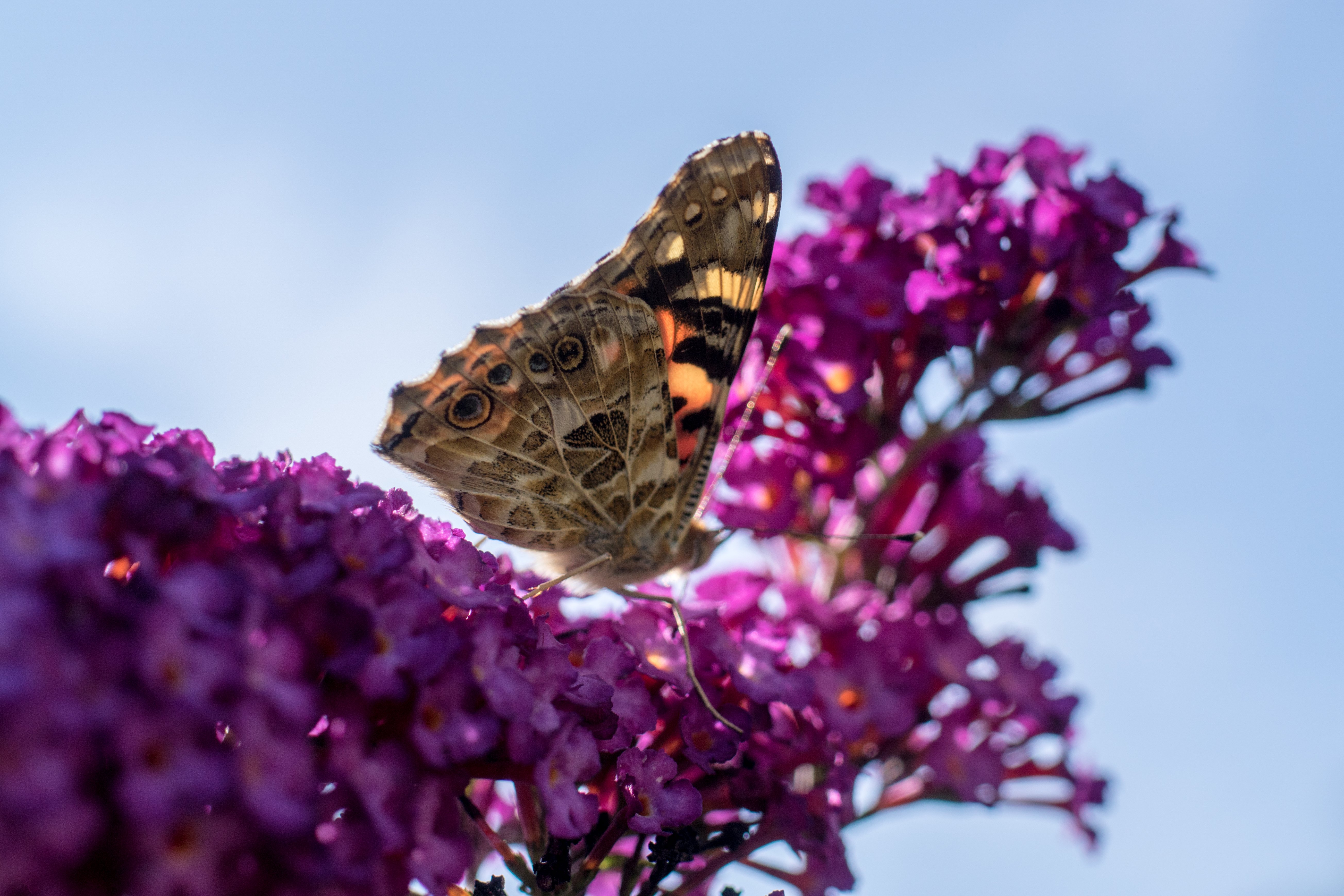 vlinder-op-de-vlinderstruik
