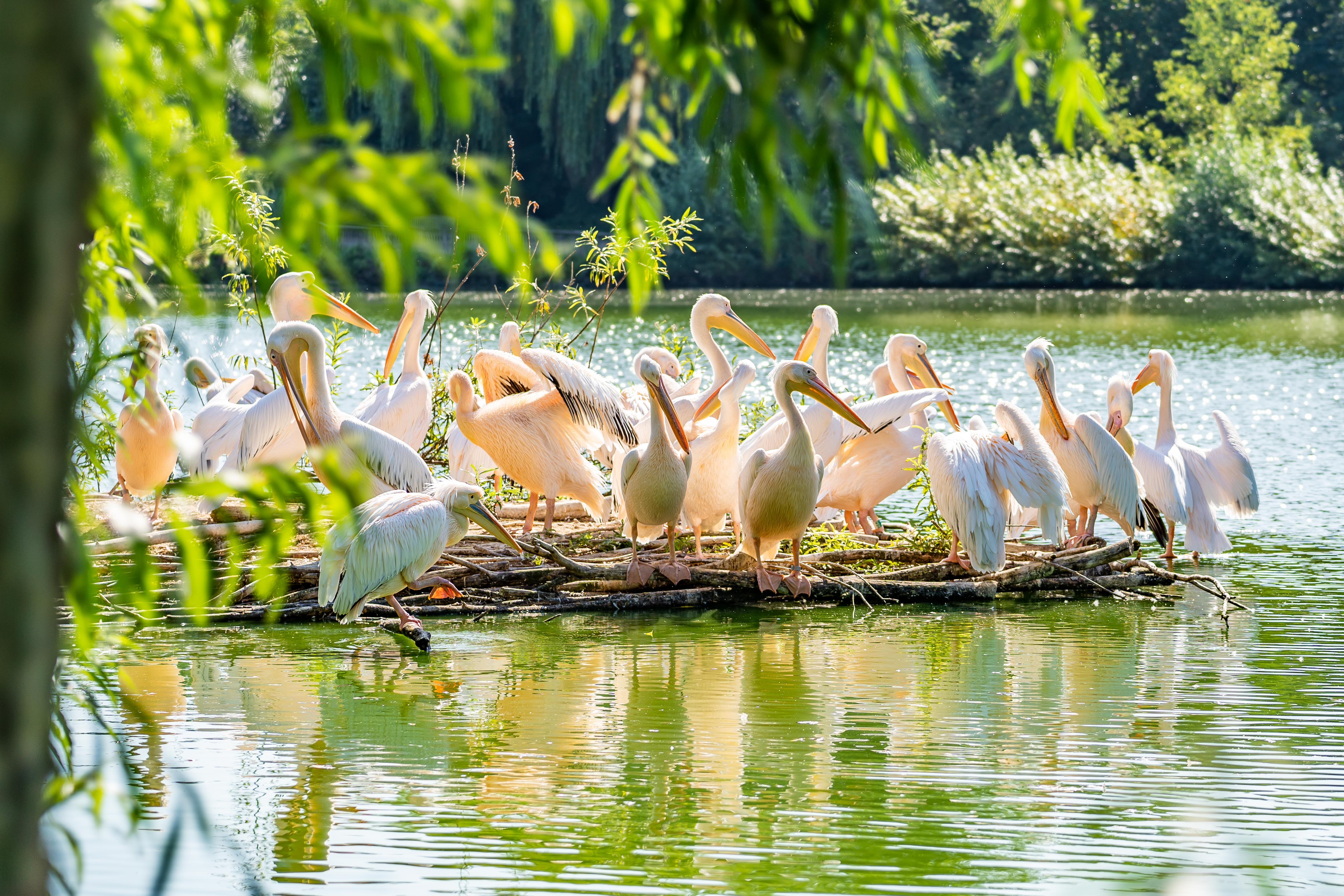 pelikanen-genieten-in-alphen-ad-rijn