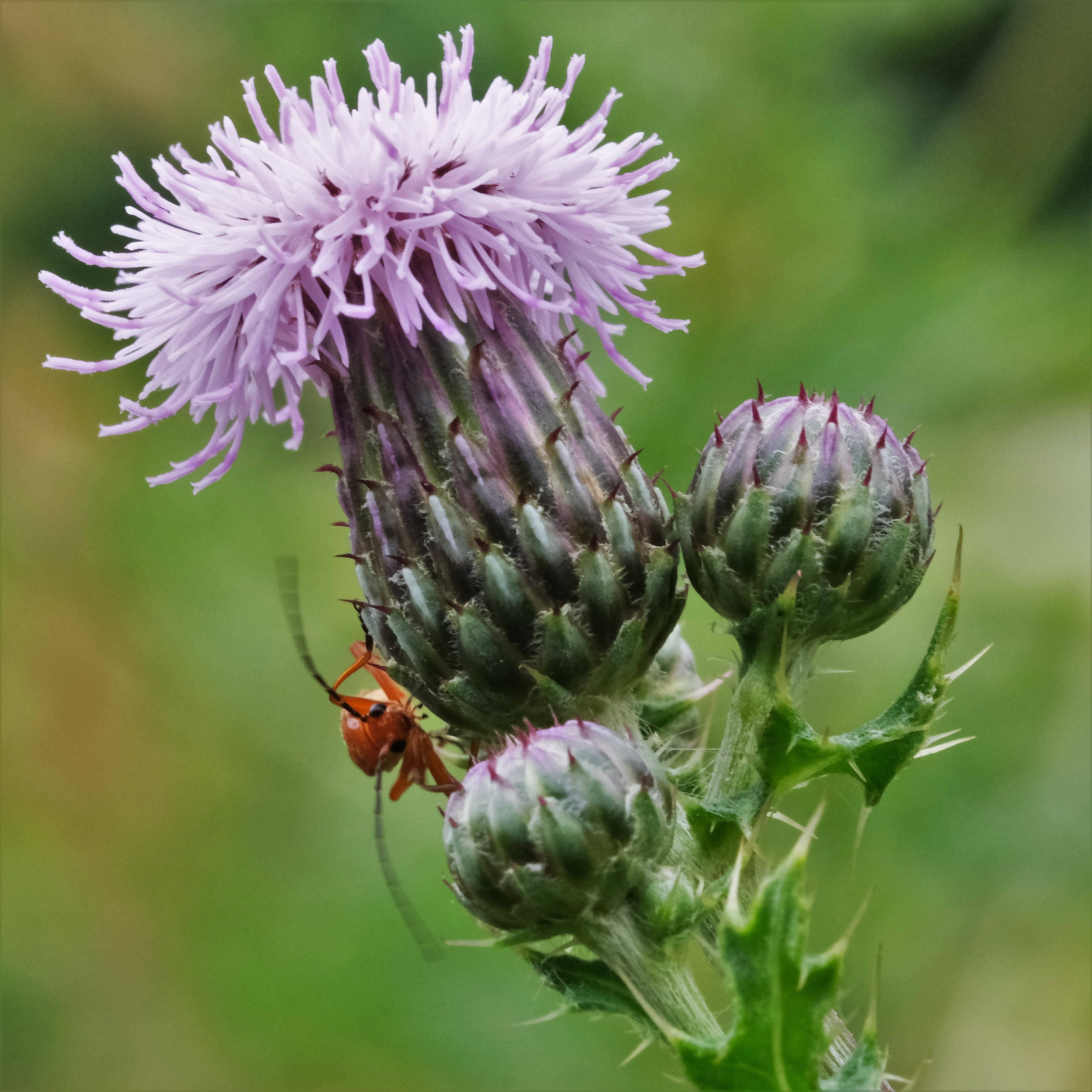 bloeiende-distel-met-oranje-insect