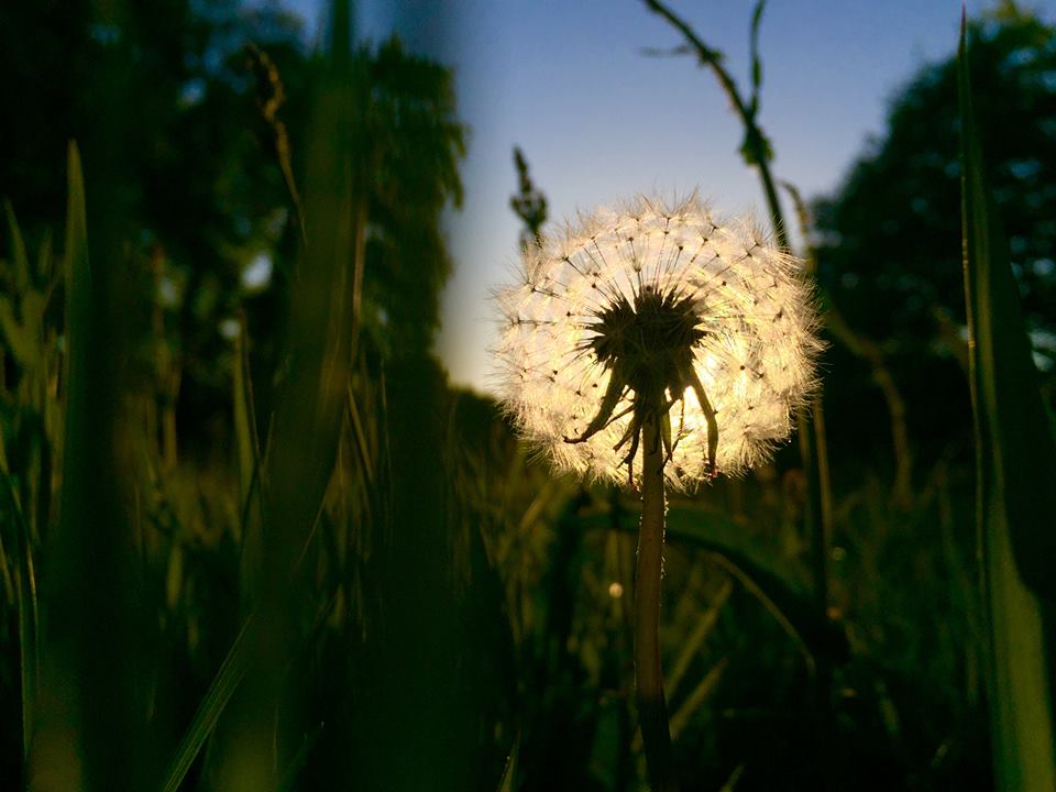paardenbloem-met-ondergaande-zon