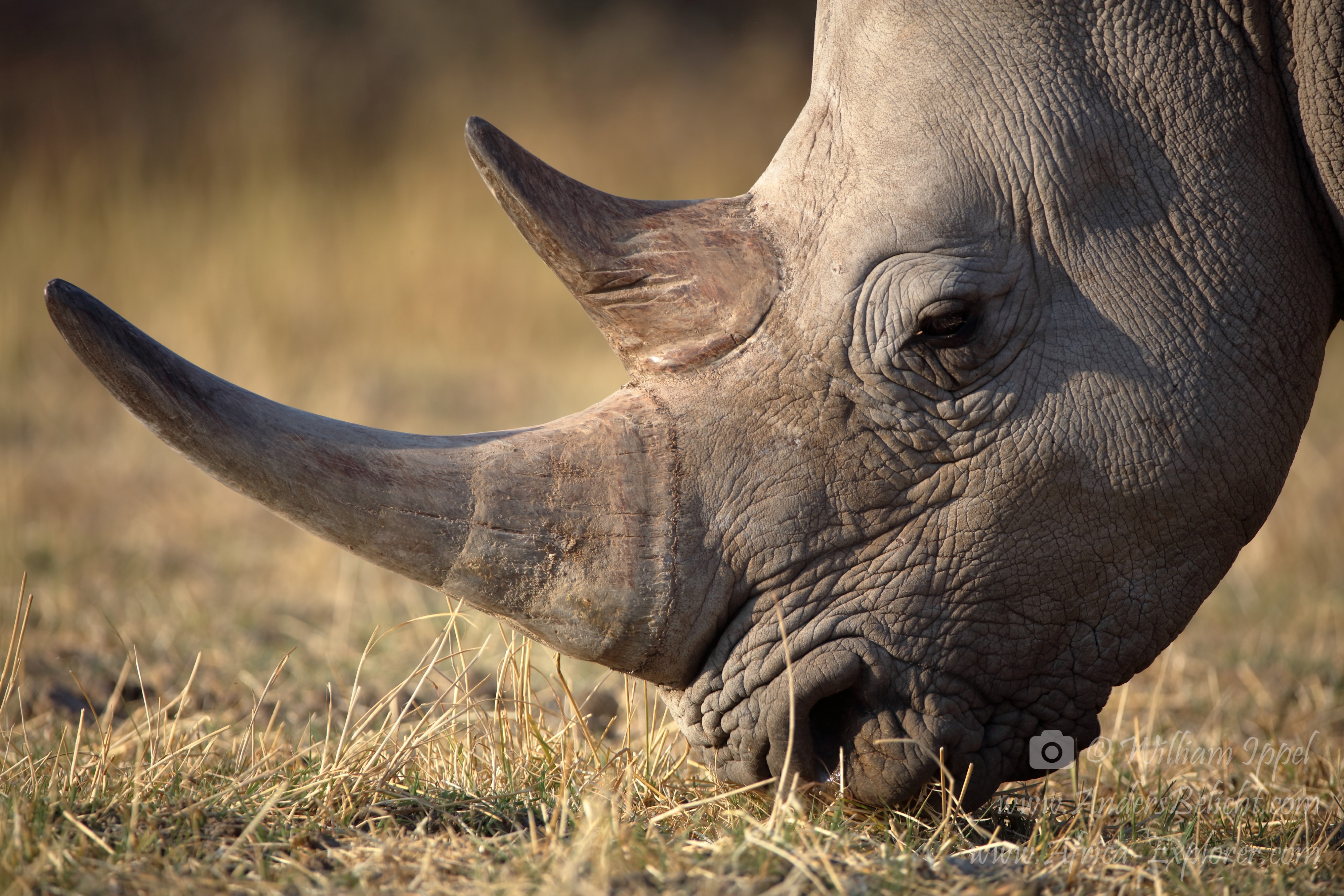 upclose-and-dangerous-witte-neushoorn-waterberg-area-namibi%C3%AB