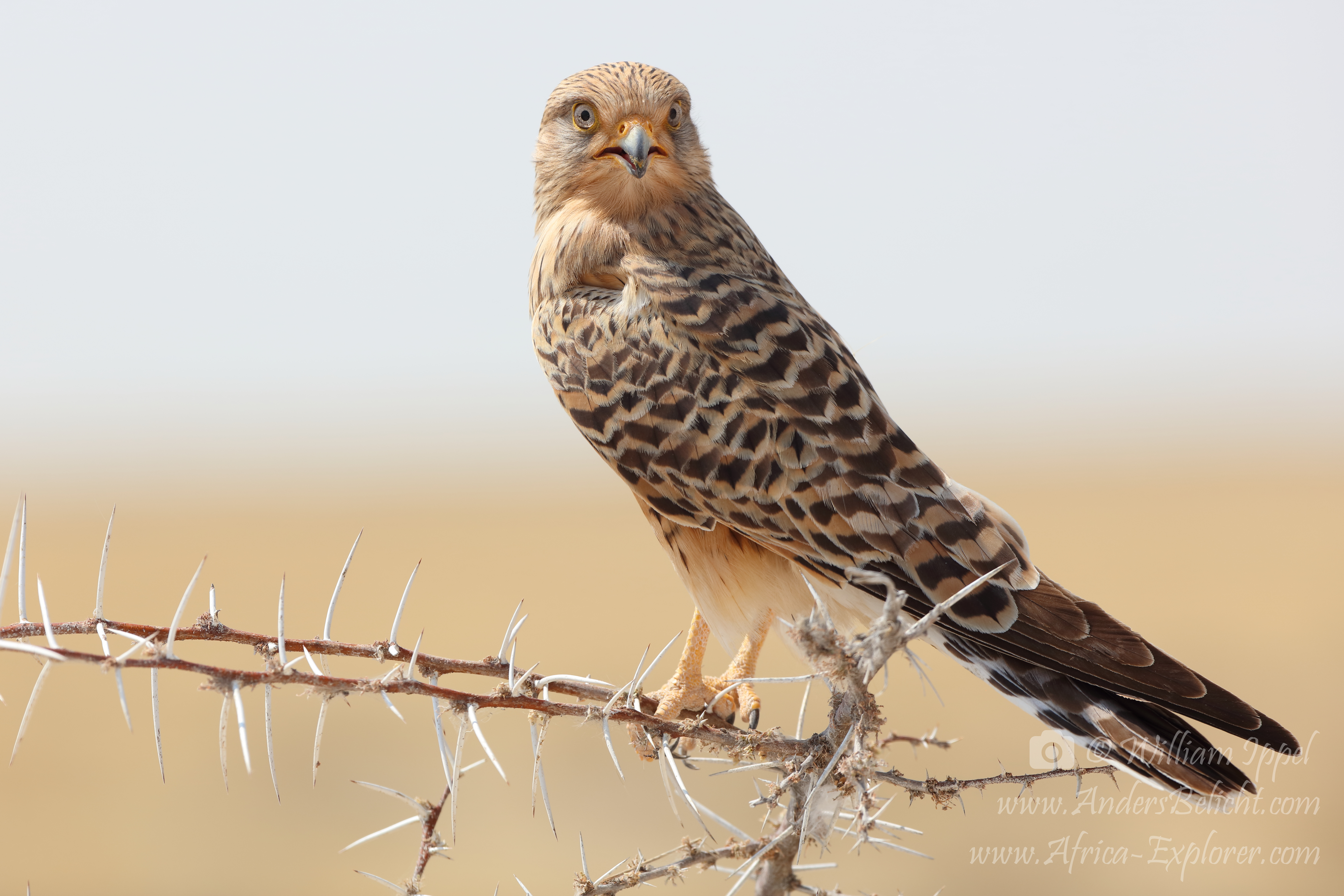 grote-torenvalk-etosha-national-park-in-namibie