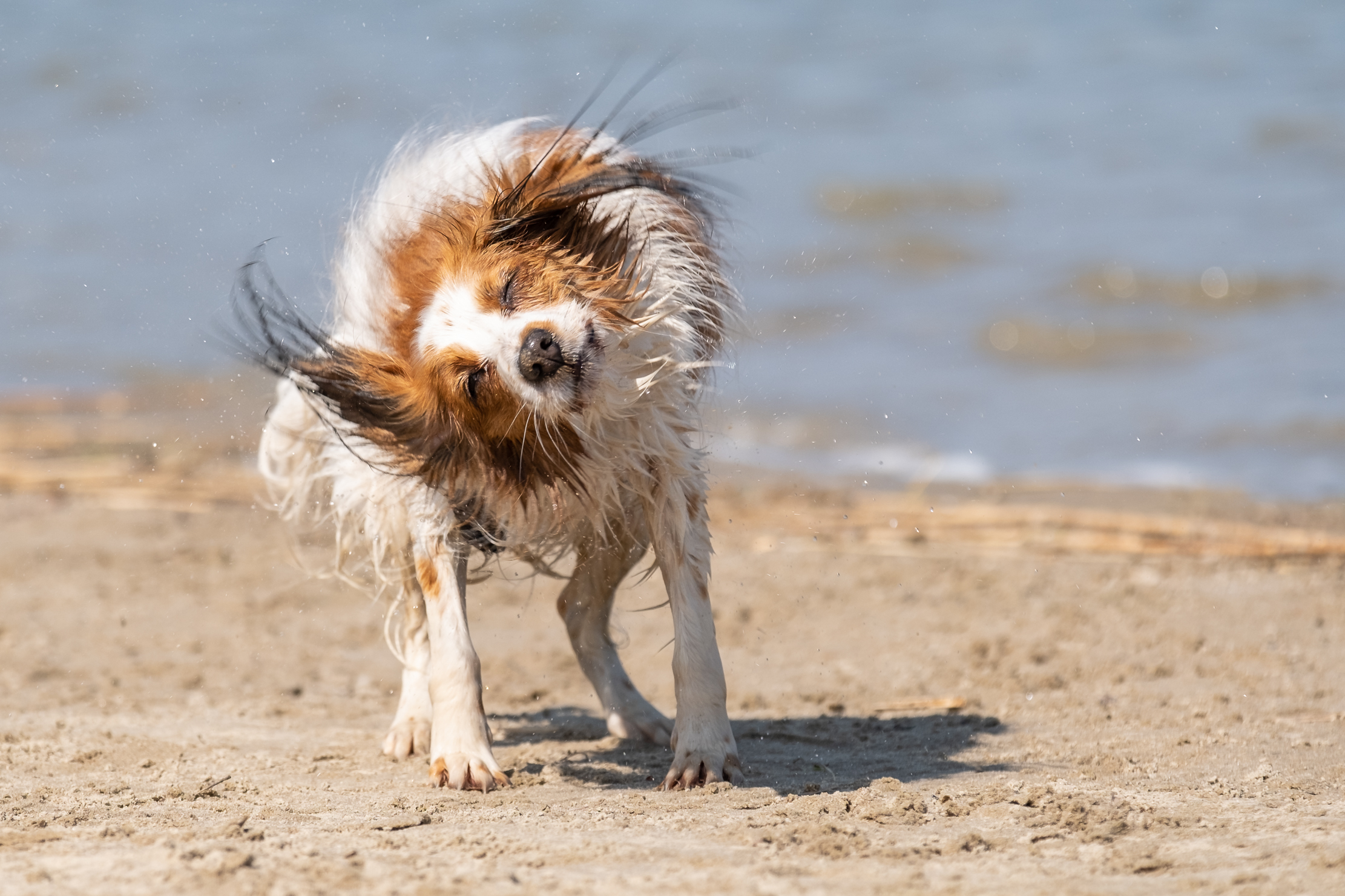 haren-in-model-brengen