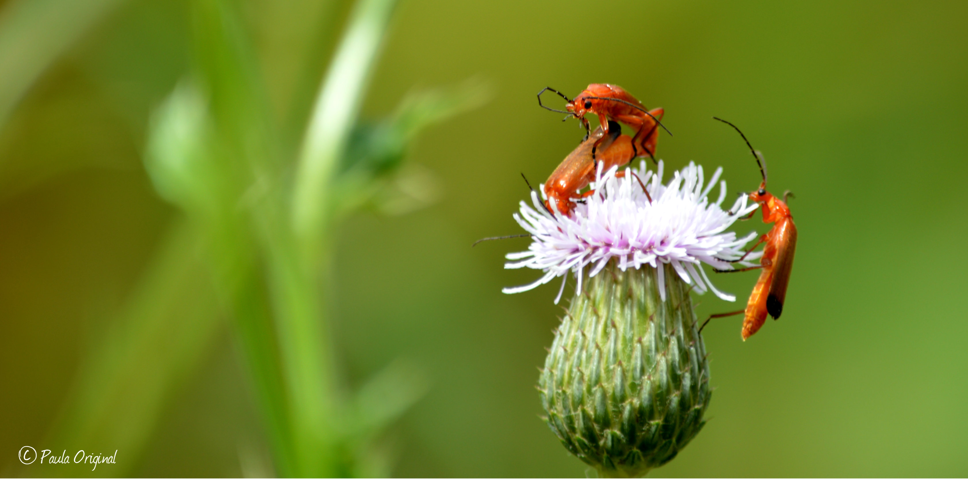 kriebels-in-de-zomer