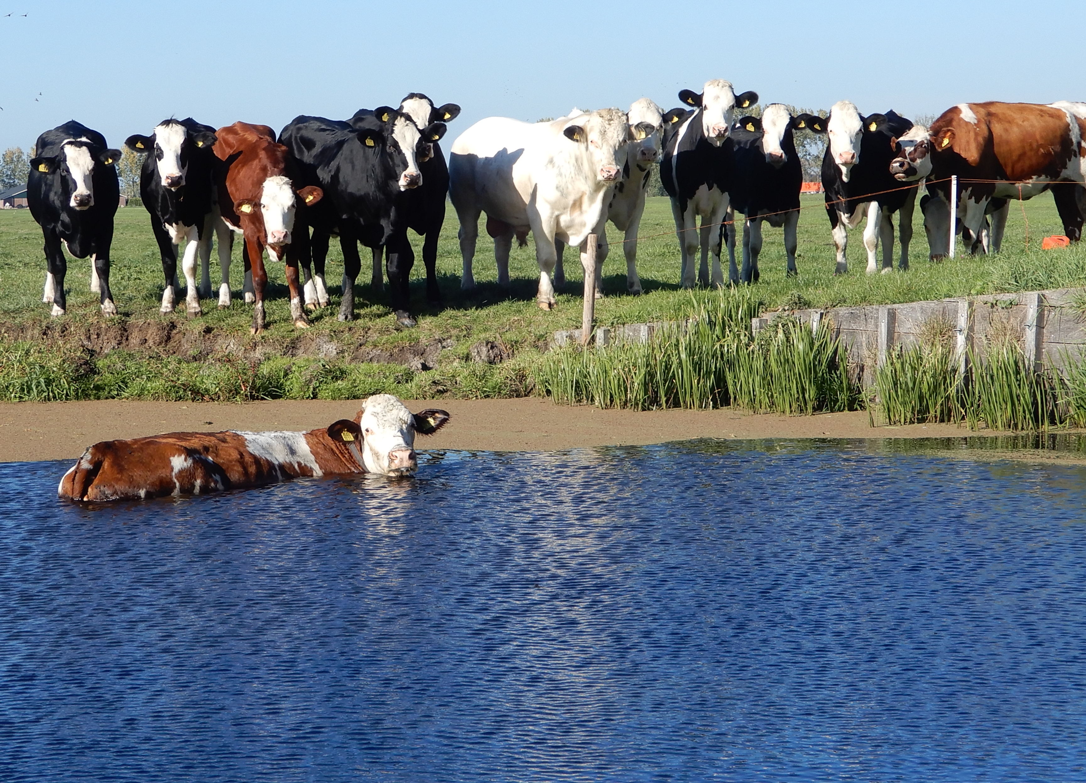 heeft-deze-koe-zwemles