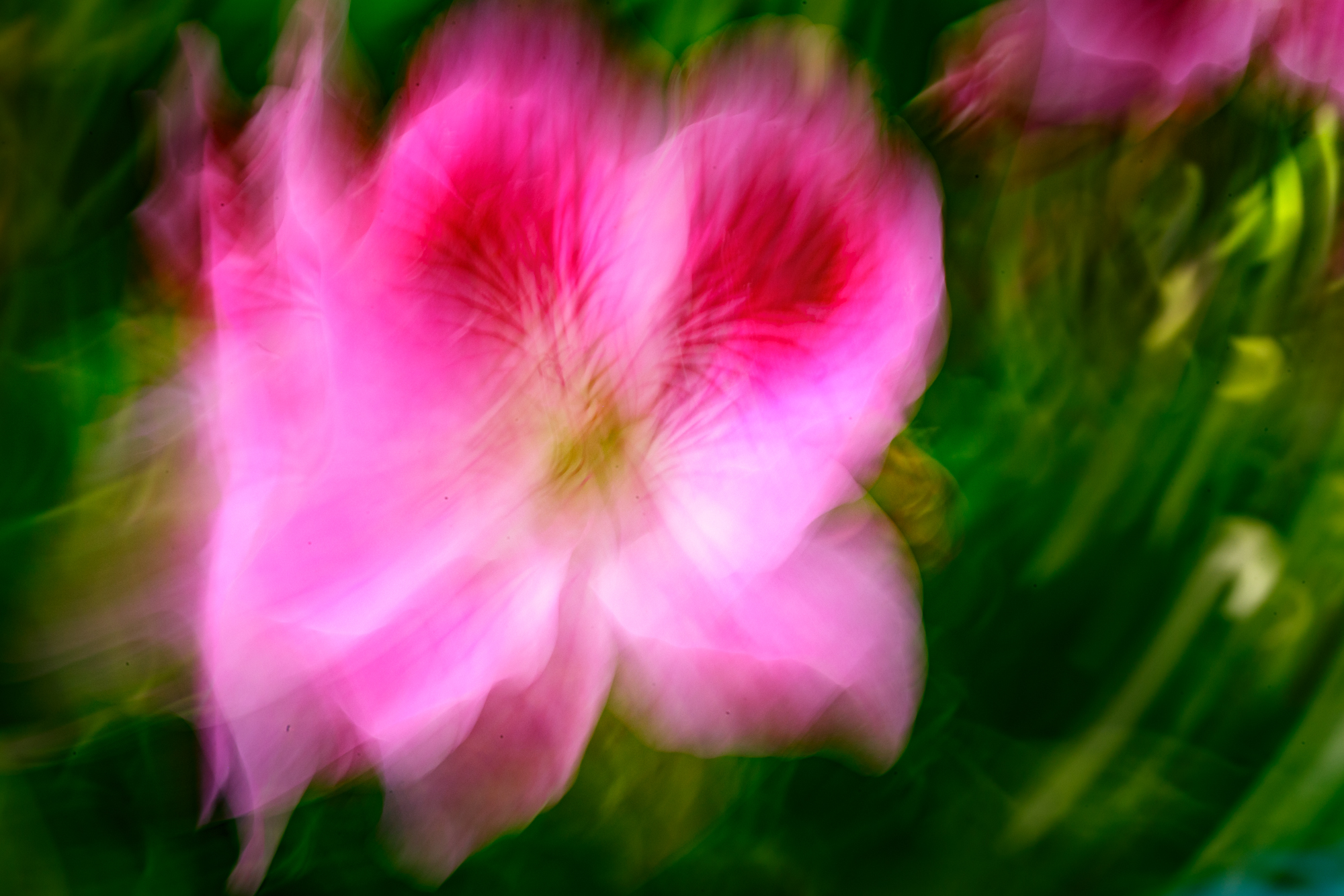 geranium-icm