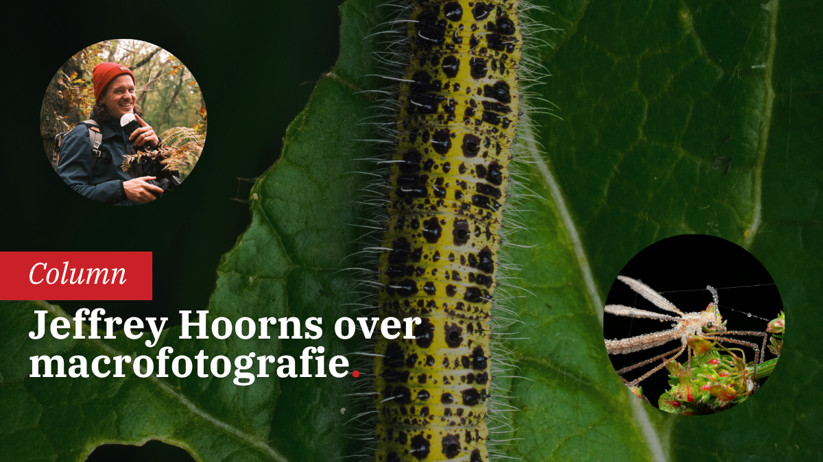 macrofotografie-in-je-eigen-achtertuin