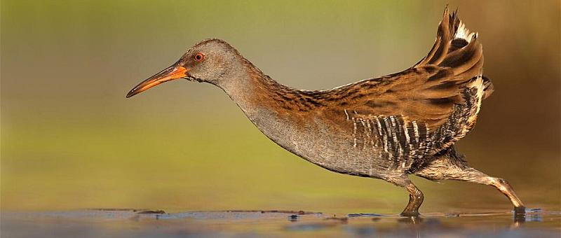 boekrecensie-praktijkboek-vogelfotografie