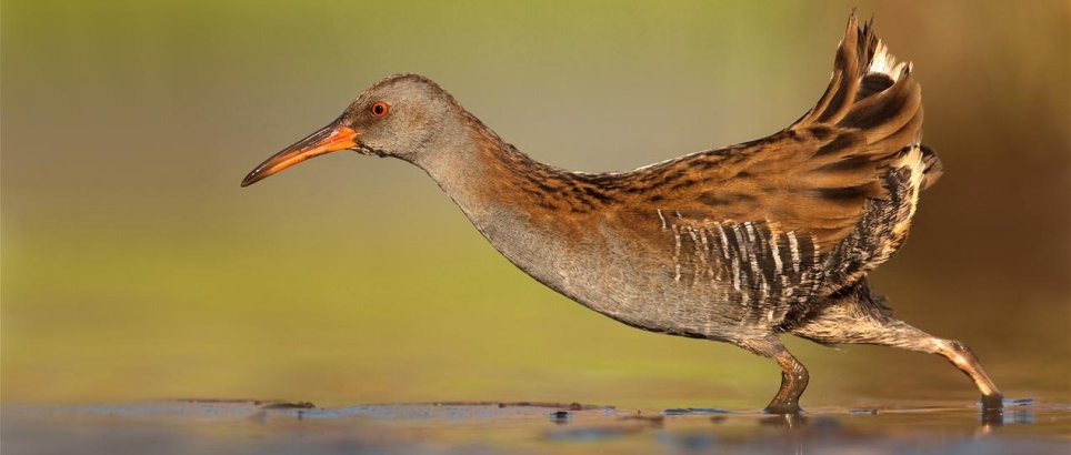 boekrecensie-praktijkboek-vogelfotografie