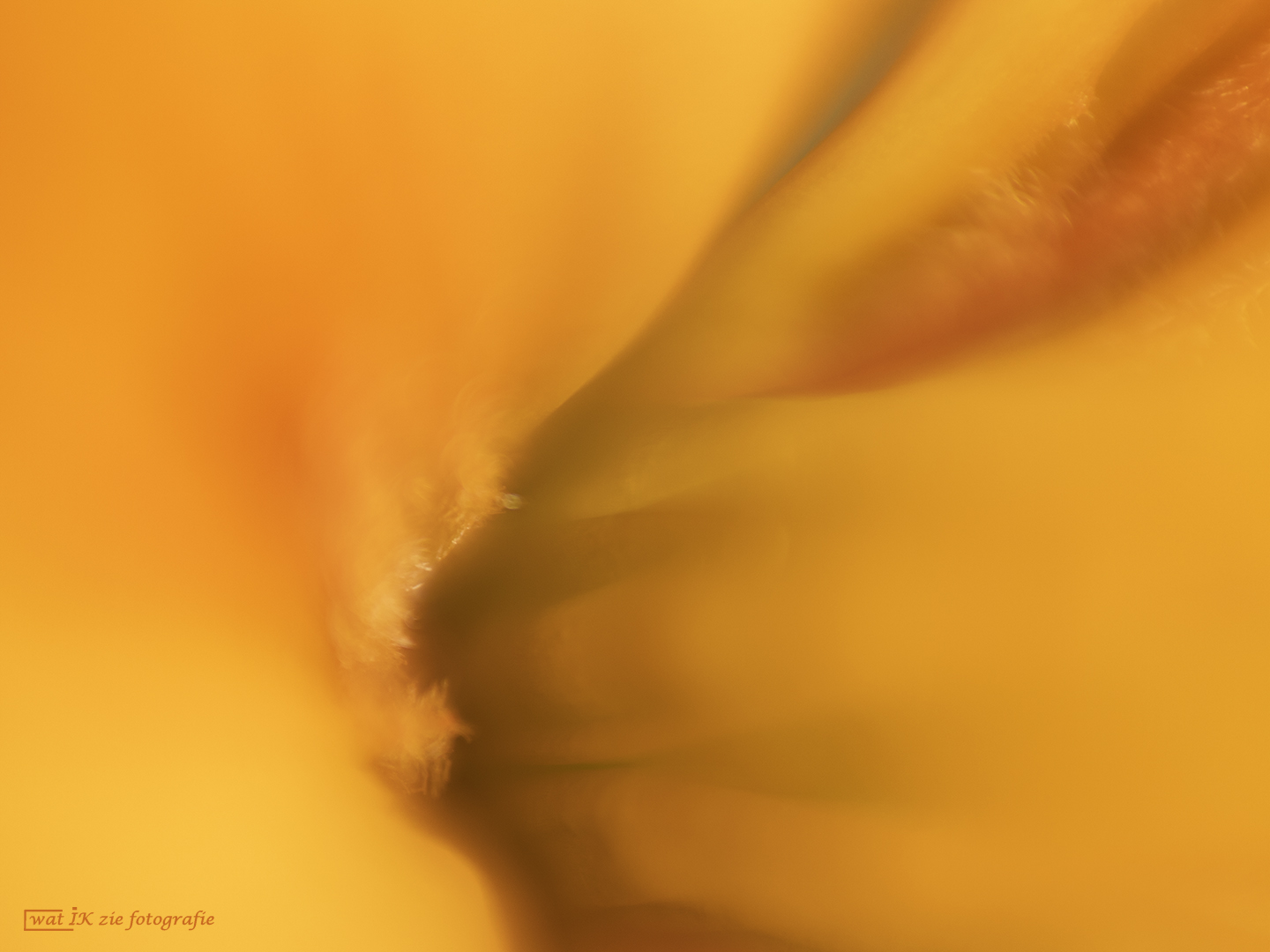 yellow-abstract