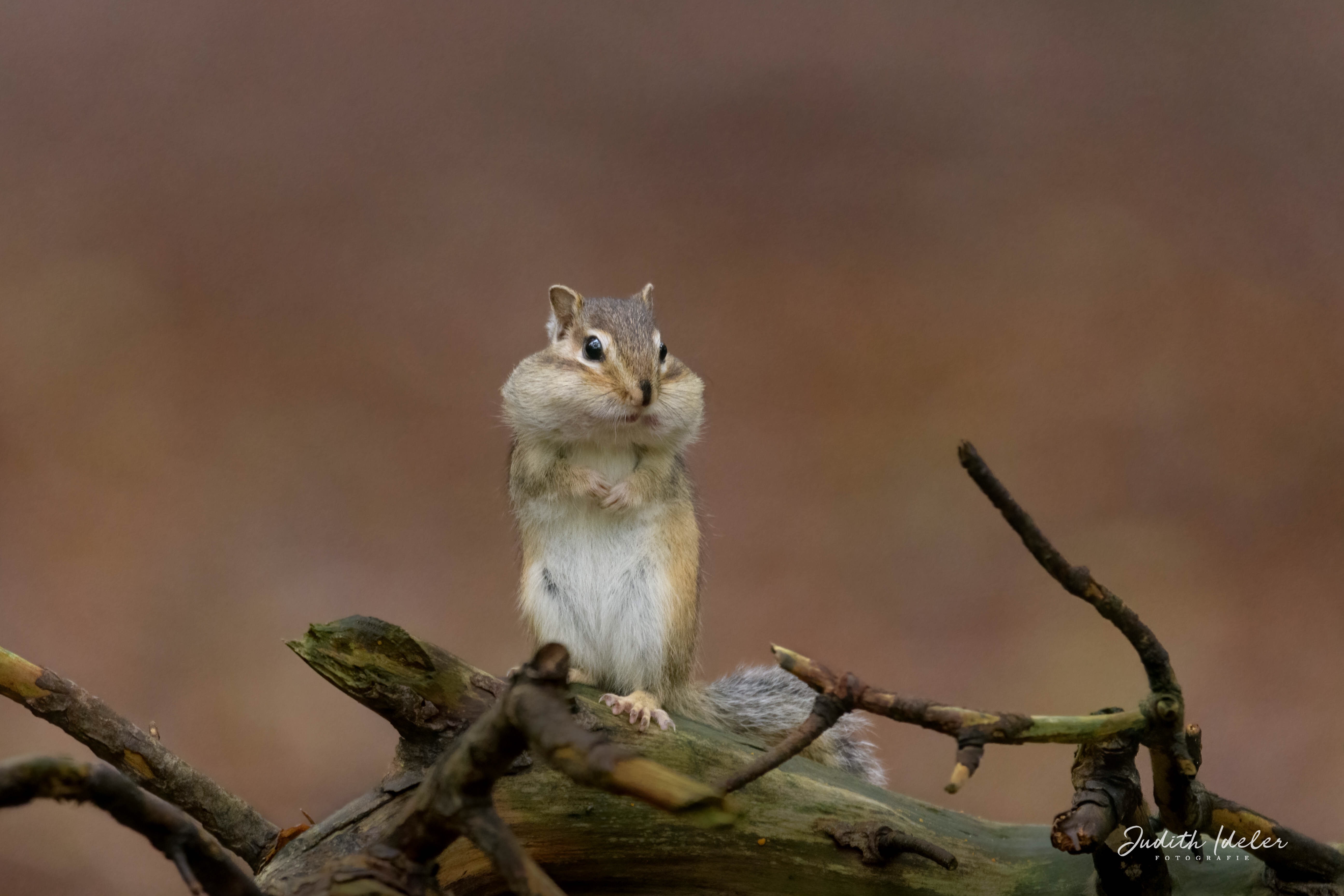 siberische-grondeekhoorn-0