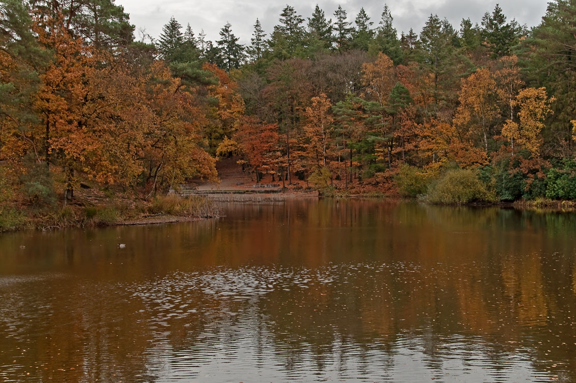 herfst-2018-bij-de-bosvijfer-in-amersfoort
