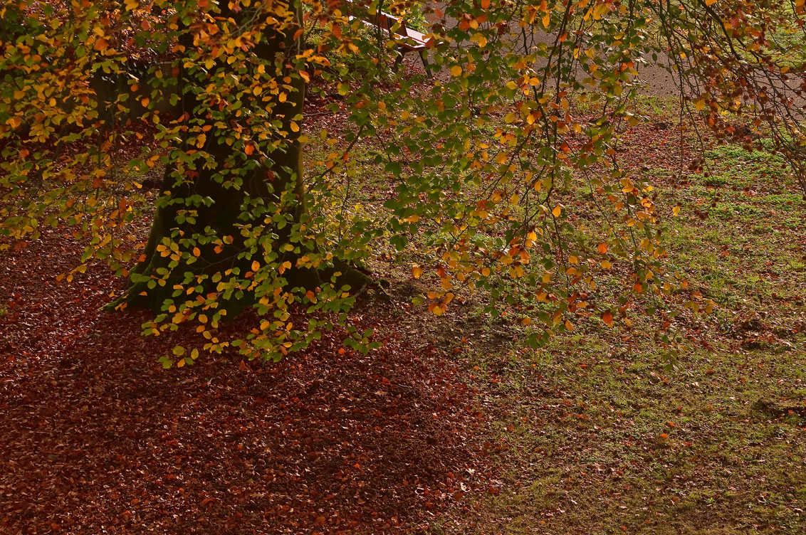 herfst-bij-parkflat-lichtenberg-te-amersfoort