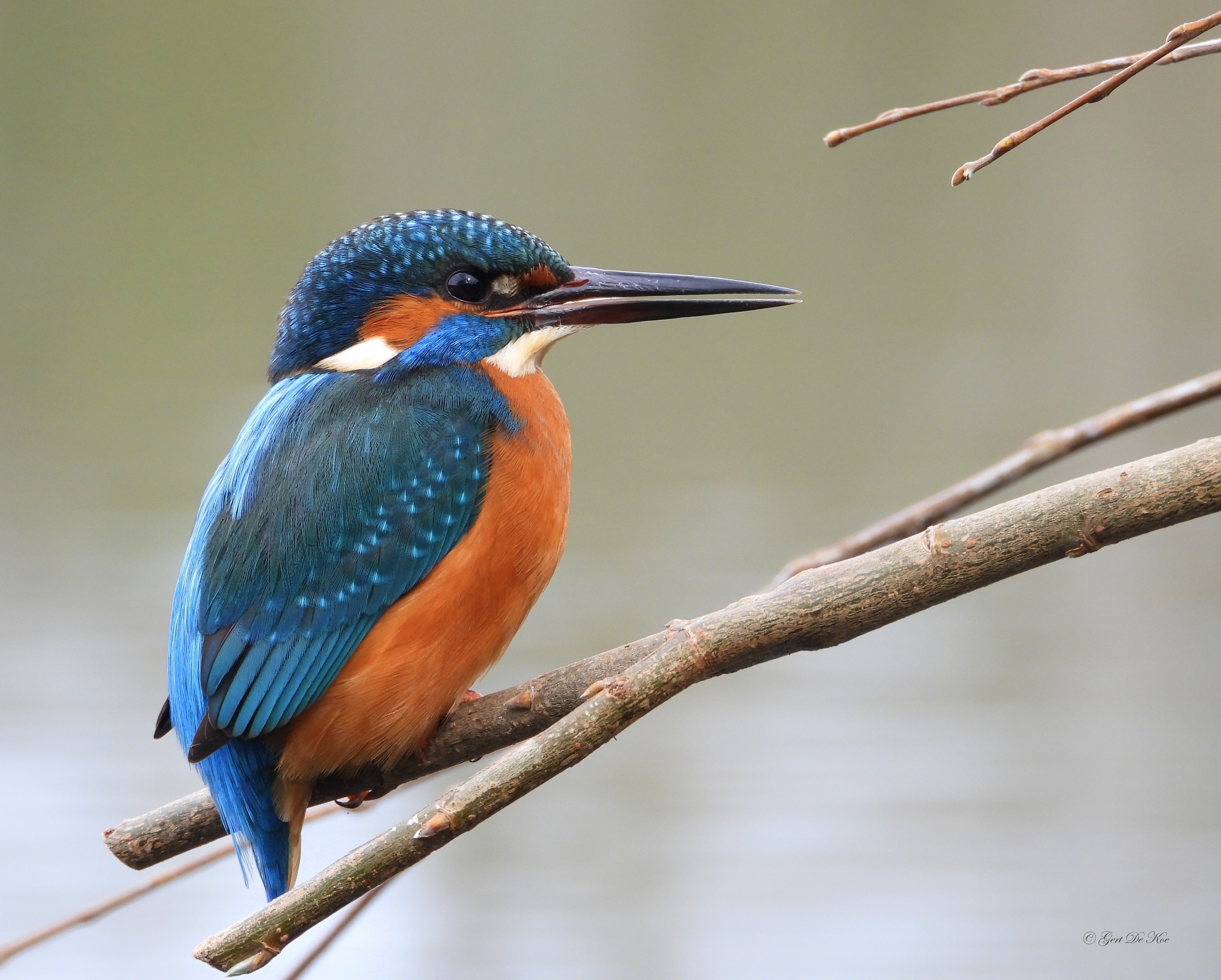 ijsvogel-in-de-zomer
