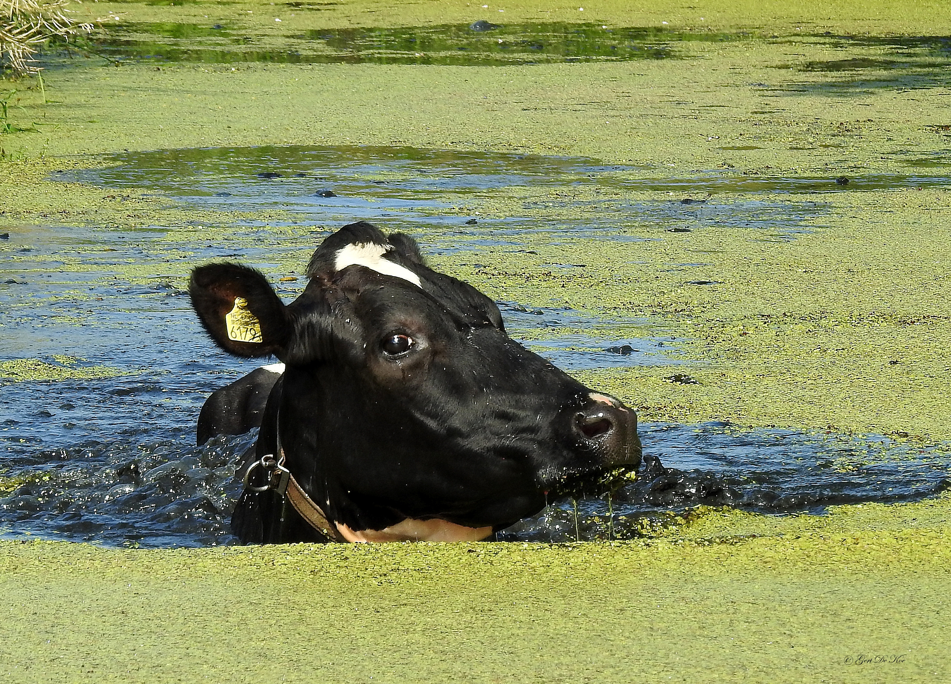 koe-zoekt-verkoeling