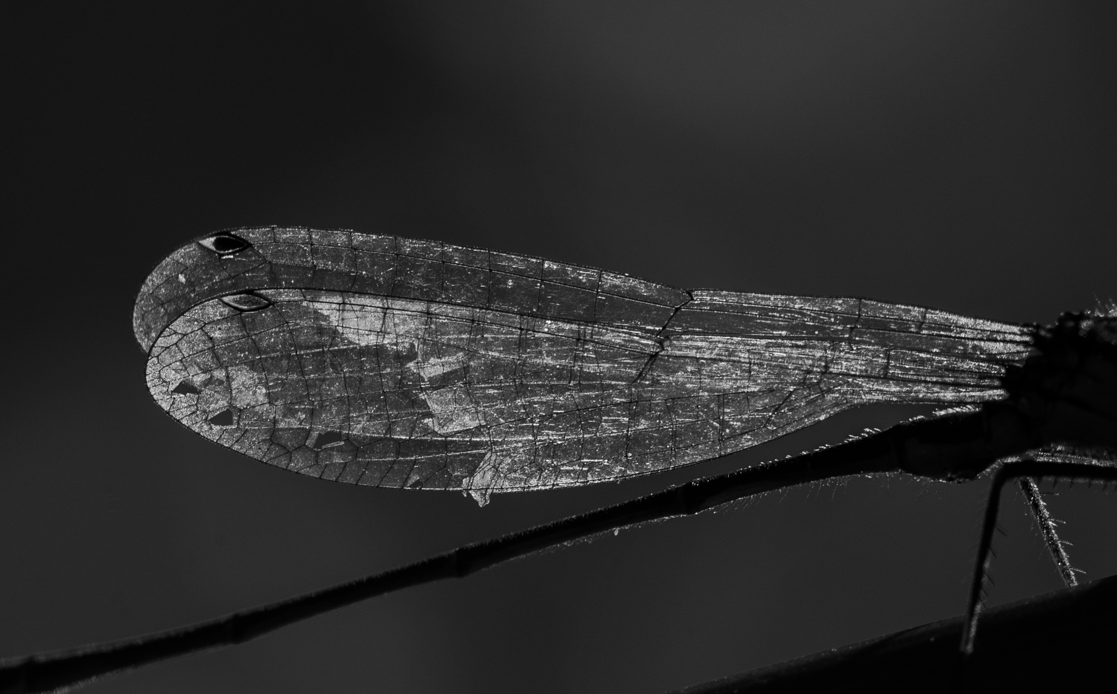 tegenlicht-vleugels-libelle