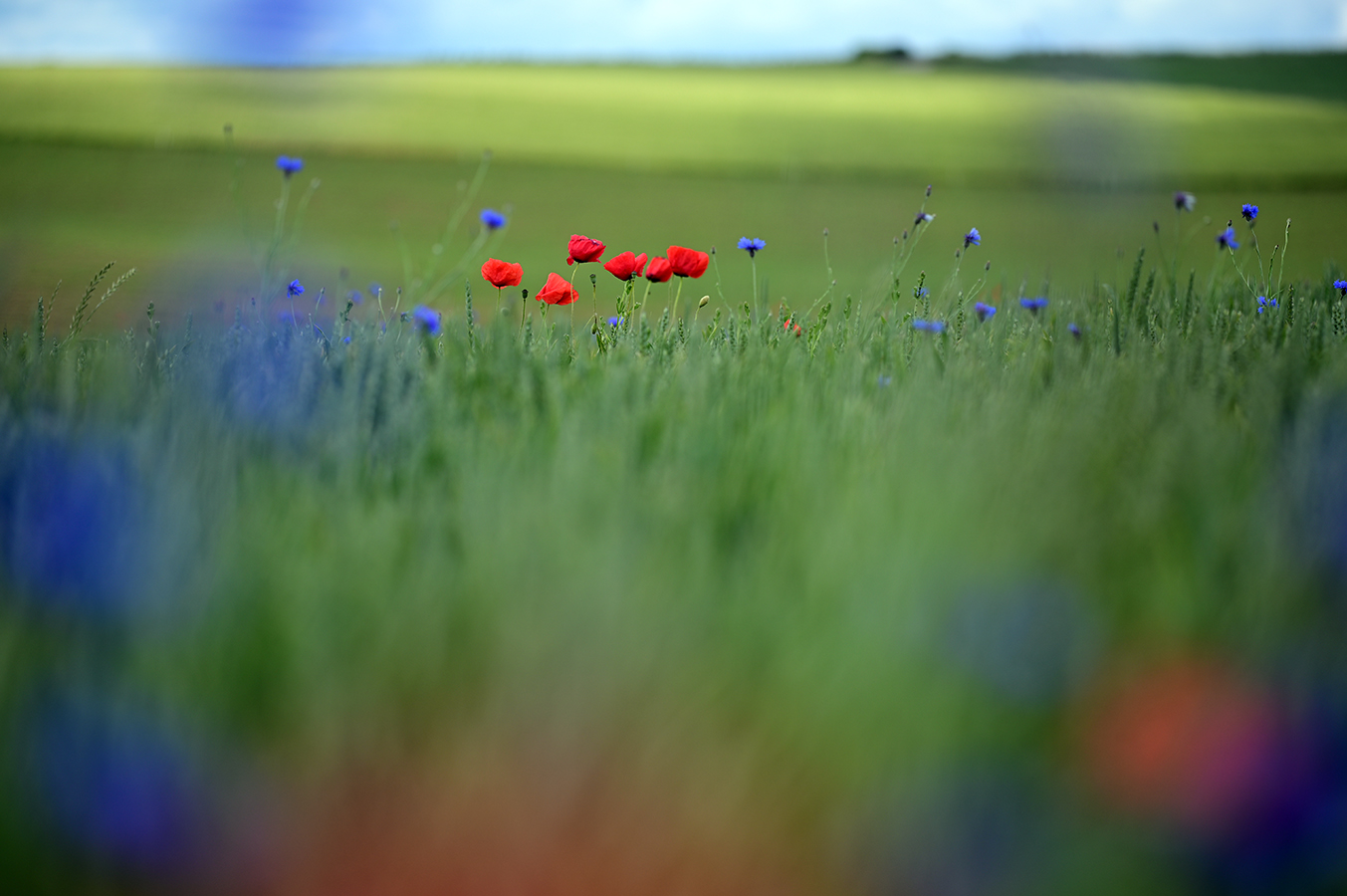 klaprozen-en-korenbloemen