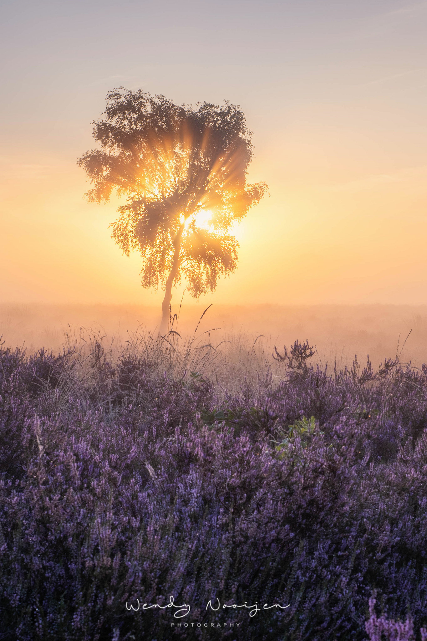 zonsopkomst-en-paarse-heide