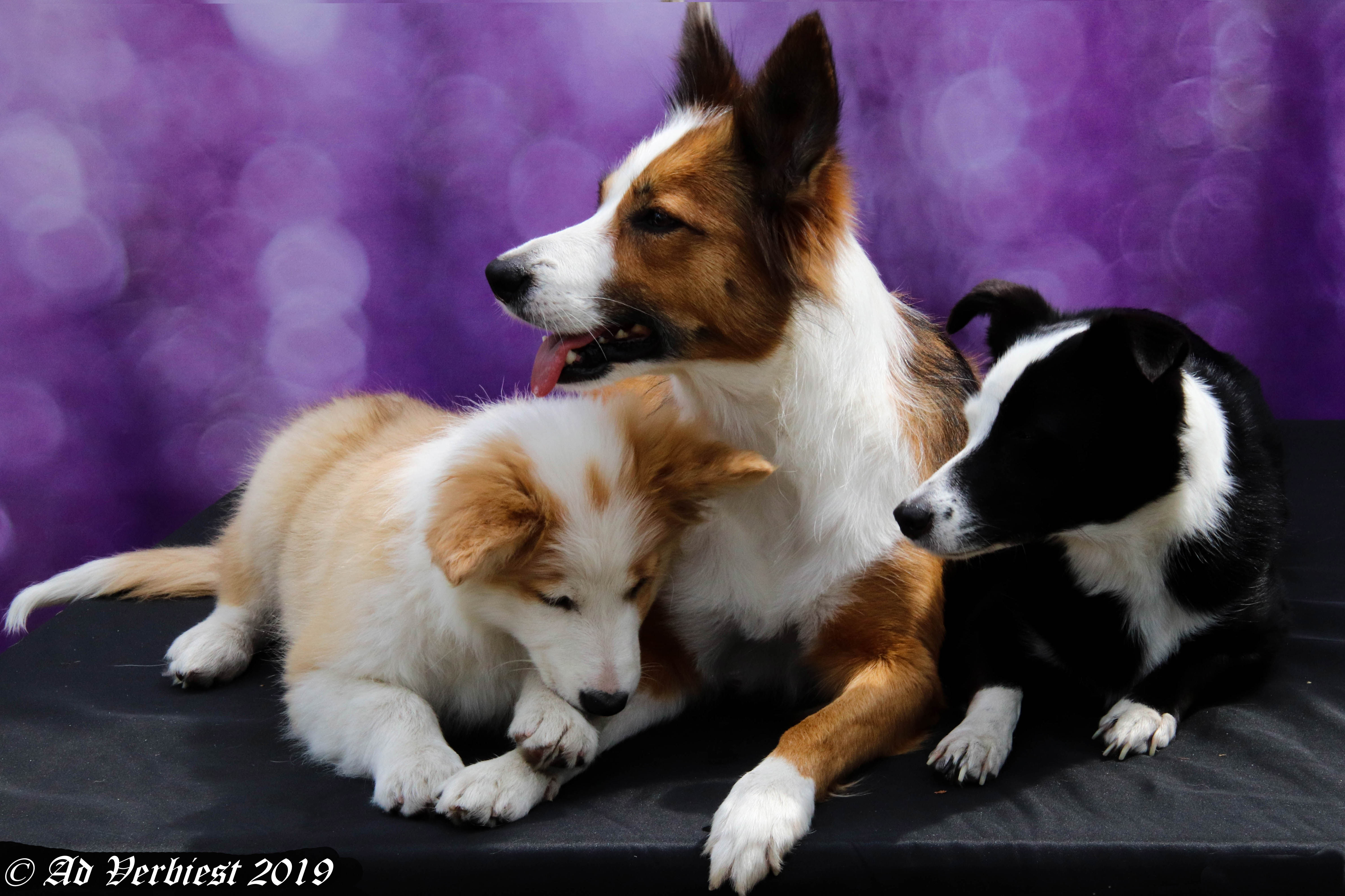 fotofair-tigro-en-vriendjes