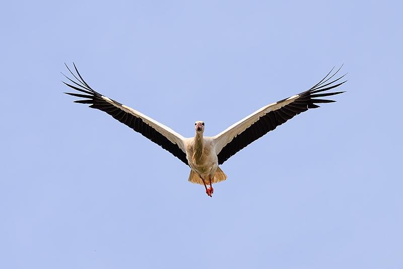 ooievaar-in-de-vlucht