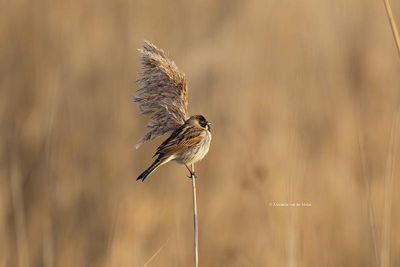 rechtop-in-de-wind