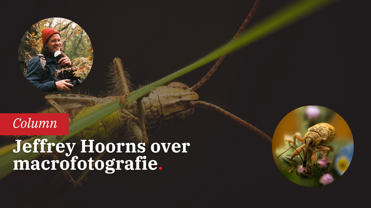 creatieve-macrofotografie-en-storytelling