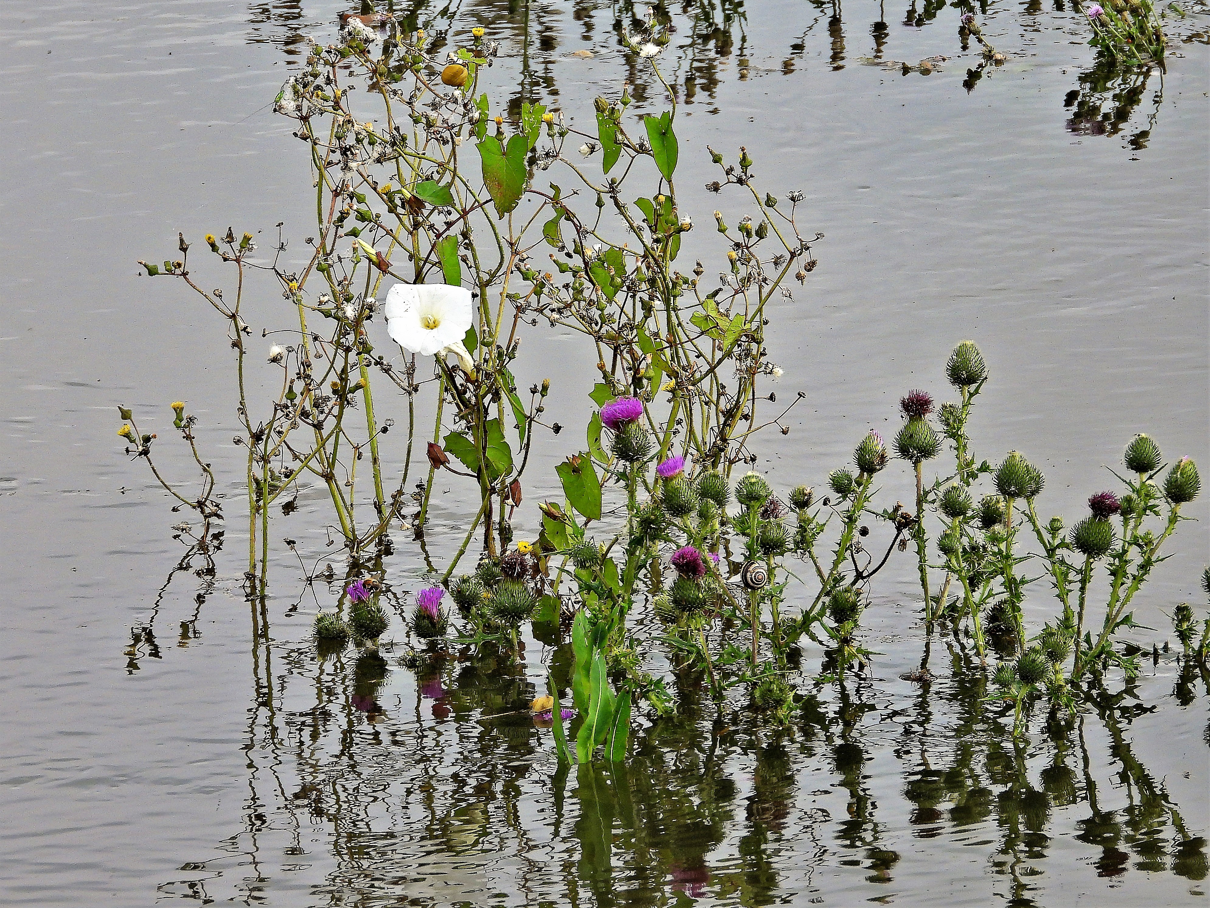genoeg-water-voor-de-wilde-bloemen-aan-de-maas