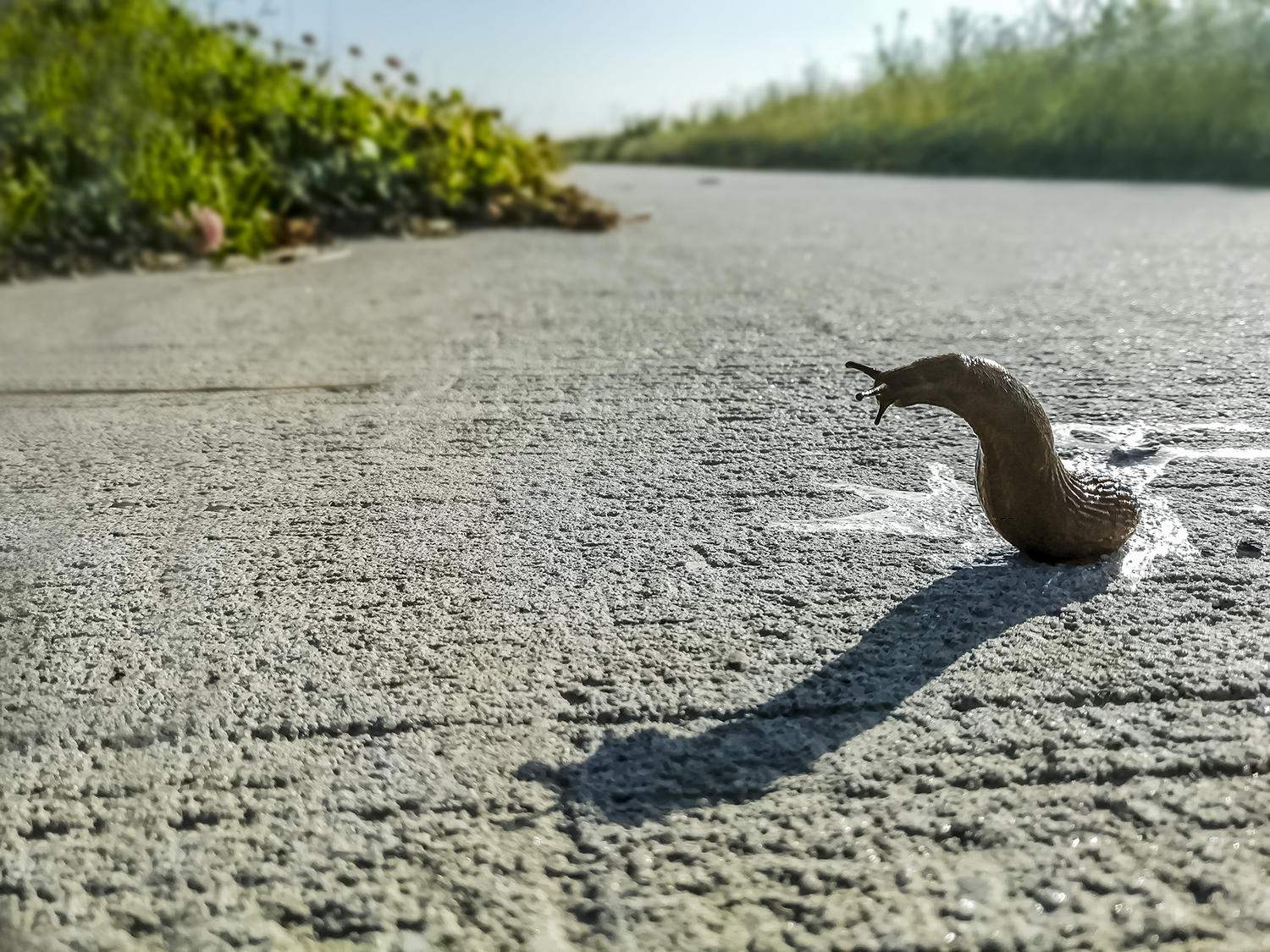 een-vrolijke-slak-in-tegenlicht