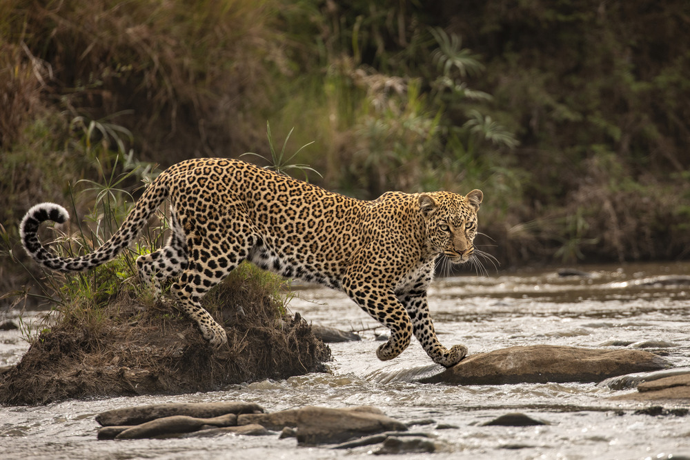 veelgeprezen-foto-expositie-wildlife-photographer-of-the-year-in-forum-groningen