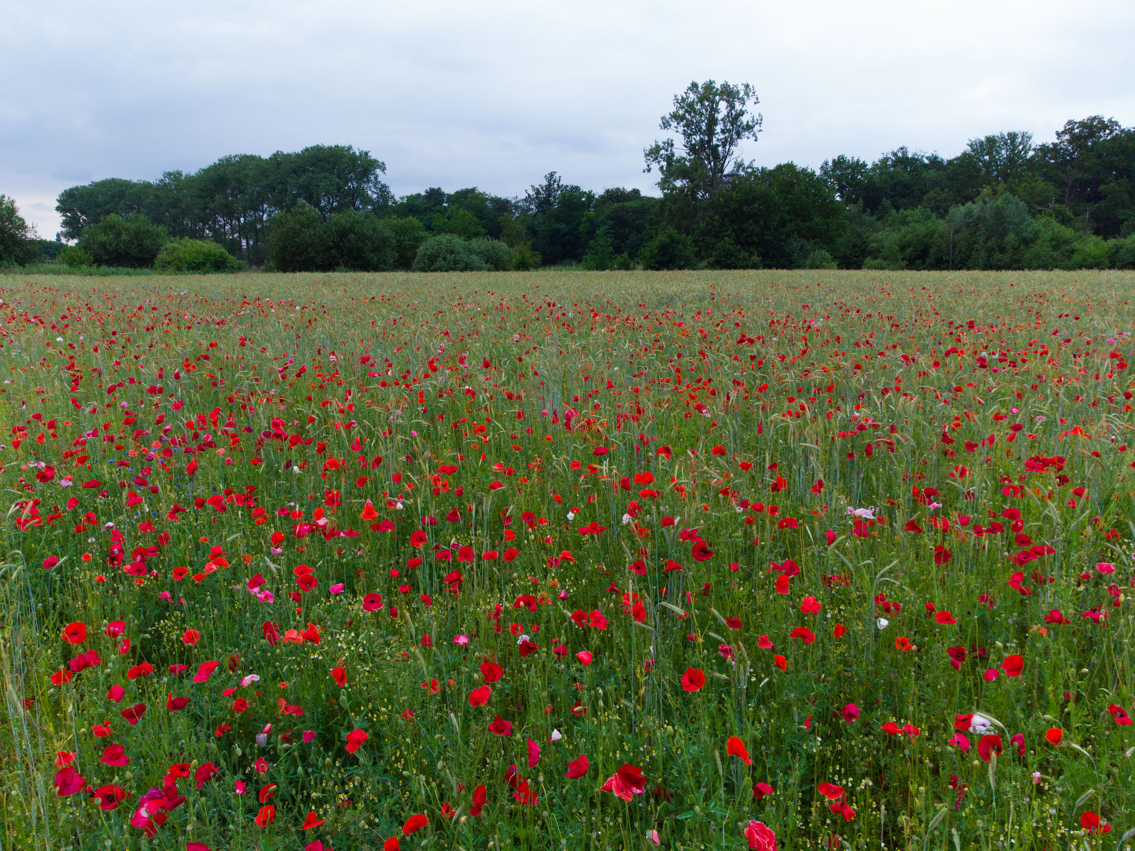 field-of-poppies