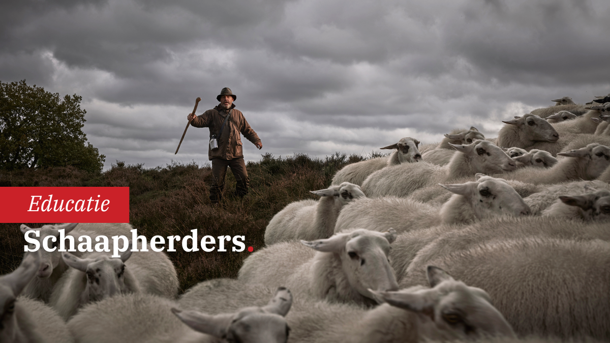 behind-the-shots-met-ezra-bohm-schaapherders