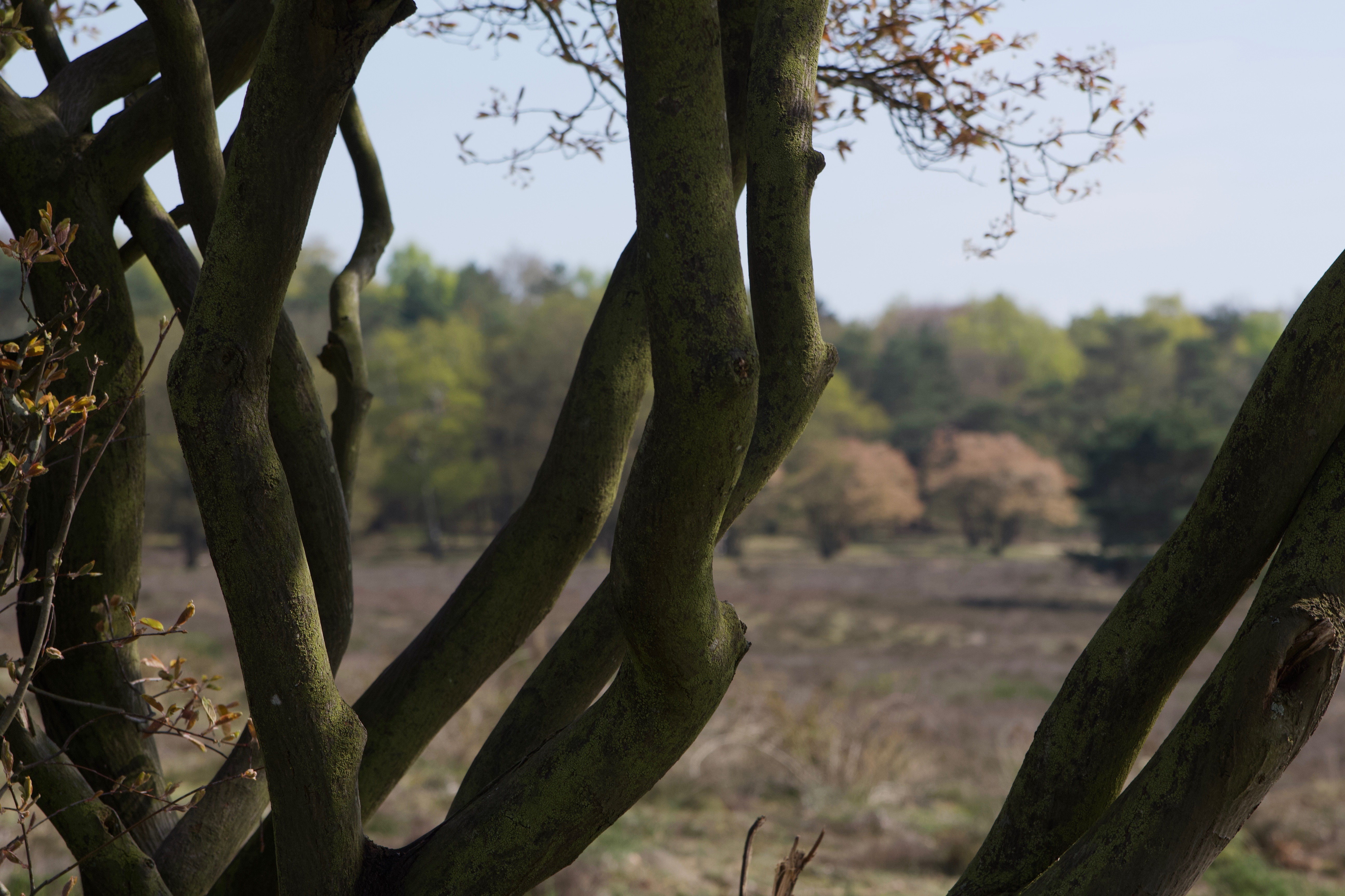 door-de-boom-het-bos-zien