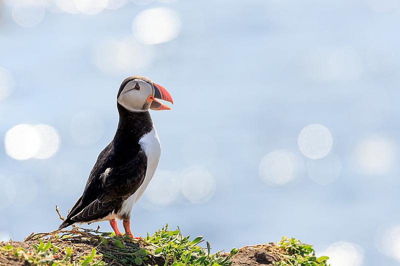 puffin