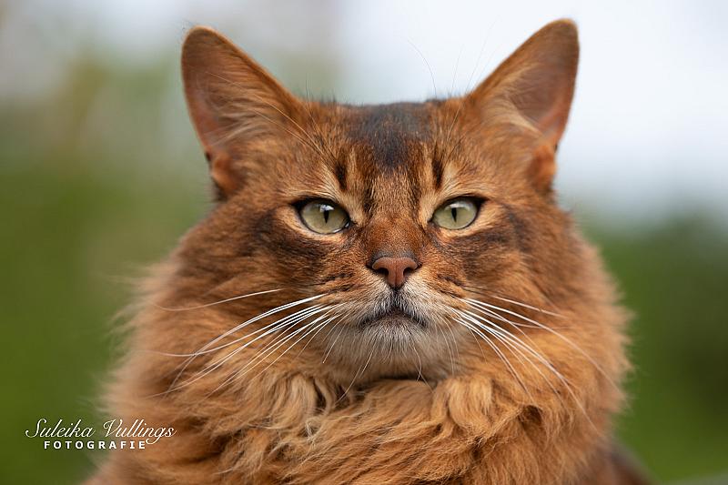 knappe-dekkater