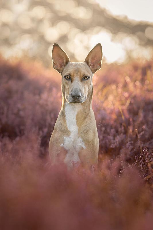 rescue-cody