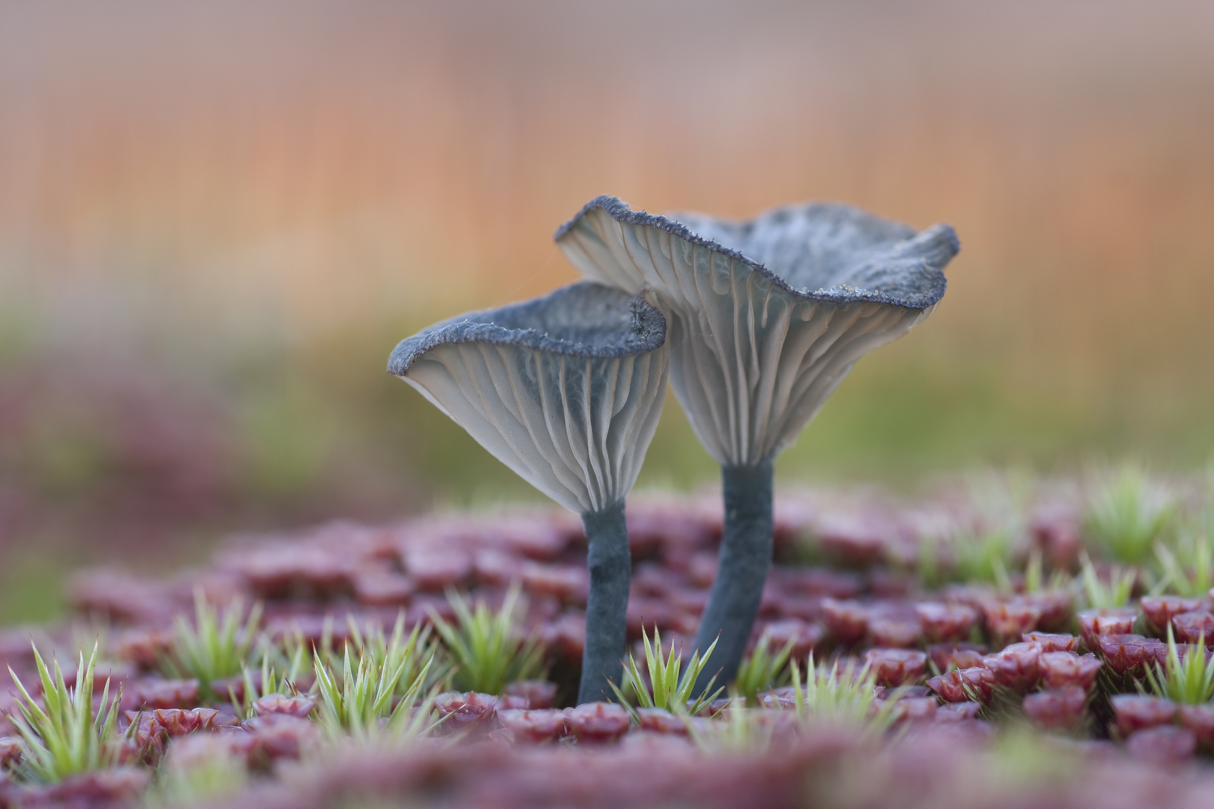 blauwgroene-trechterzwammetjes-tussen-mosjes