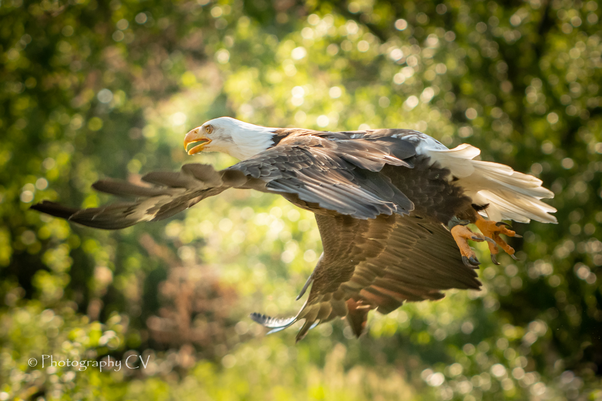 de-zeearend-samen-op-grote-hoogte