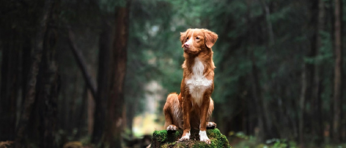 leer-indrukwekkende-hondenportretten-maken-tijdens-de-workshop-op-fotofair-2021