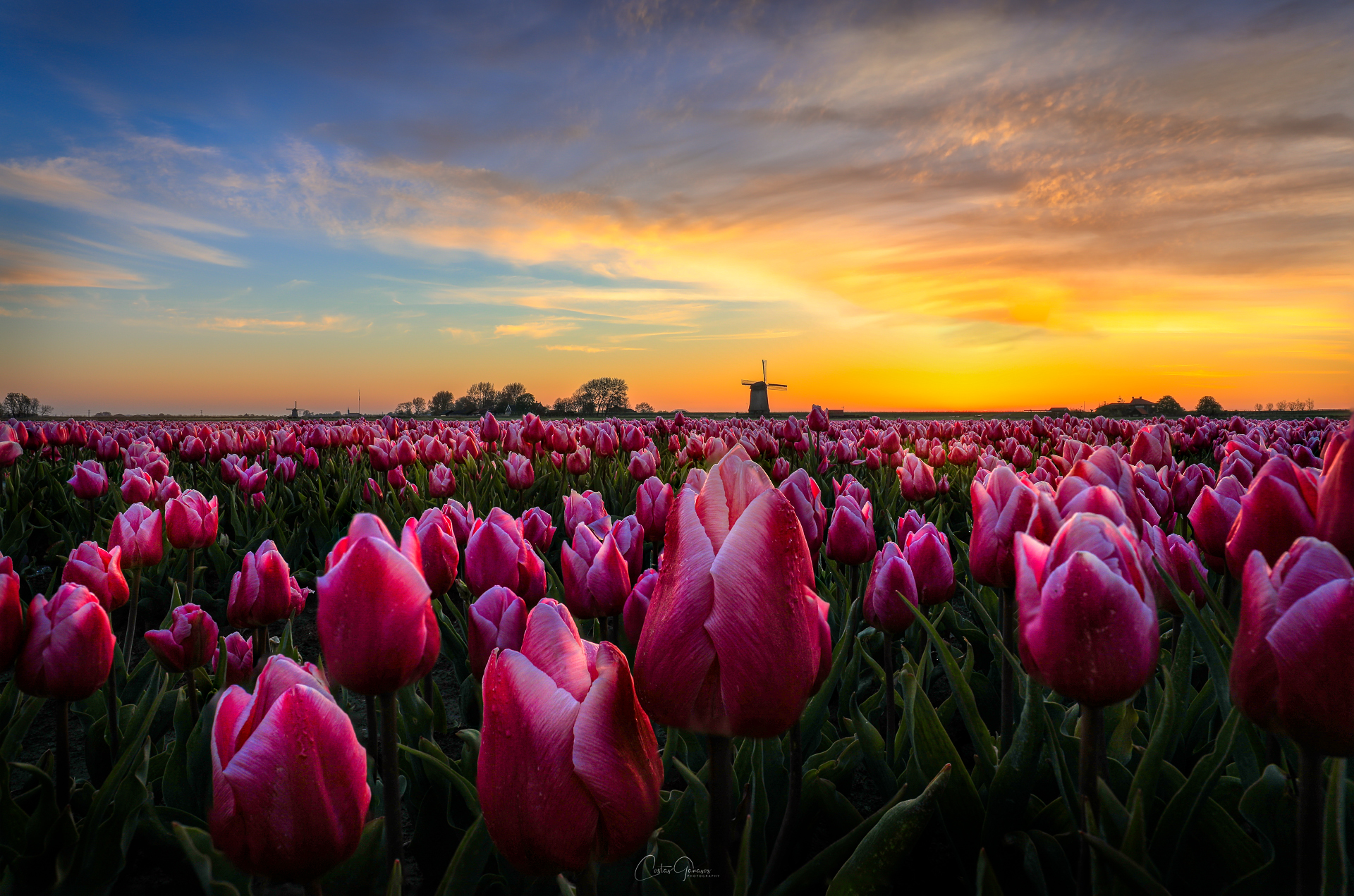 mesmerising-sunrise-between-the-tulips