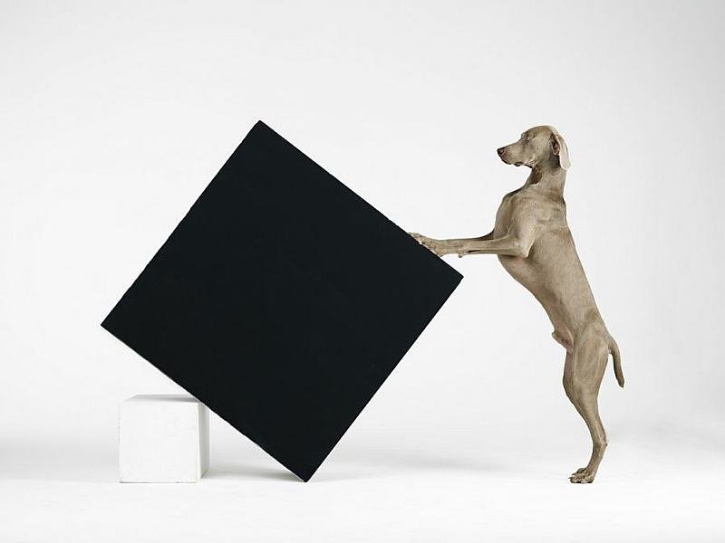 expositie-being-human-van-william-wegman-houdt-ons-een-spiegel-voor