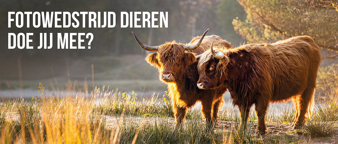 stuur-je-mooiste-dierenfoto-in-en-maak-kans-op-prachtige-prijzen-bij-fotografille