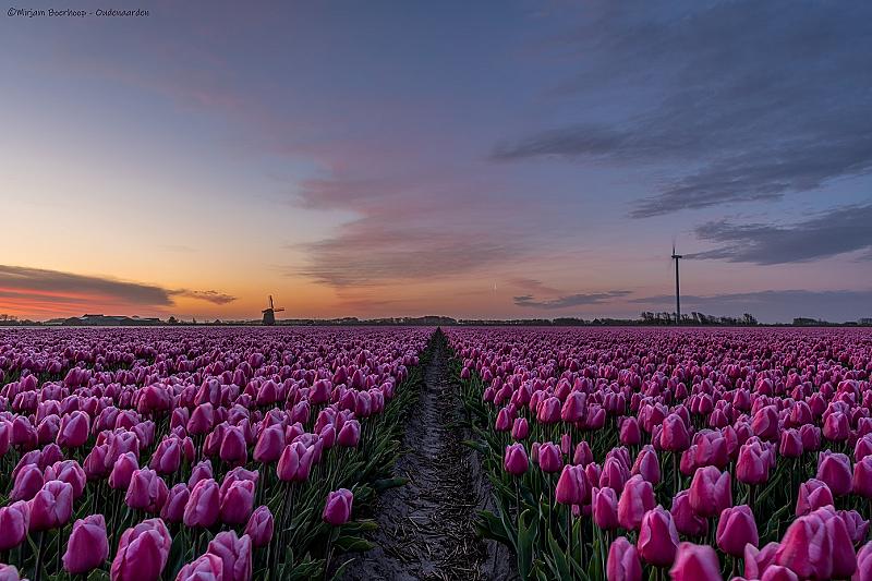 tulip-fields