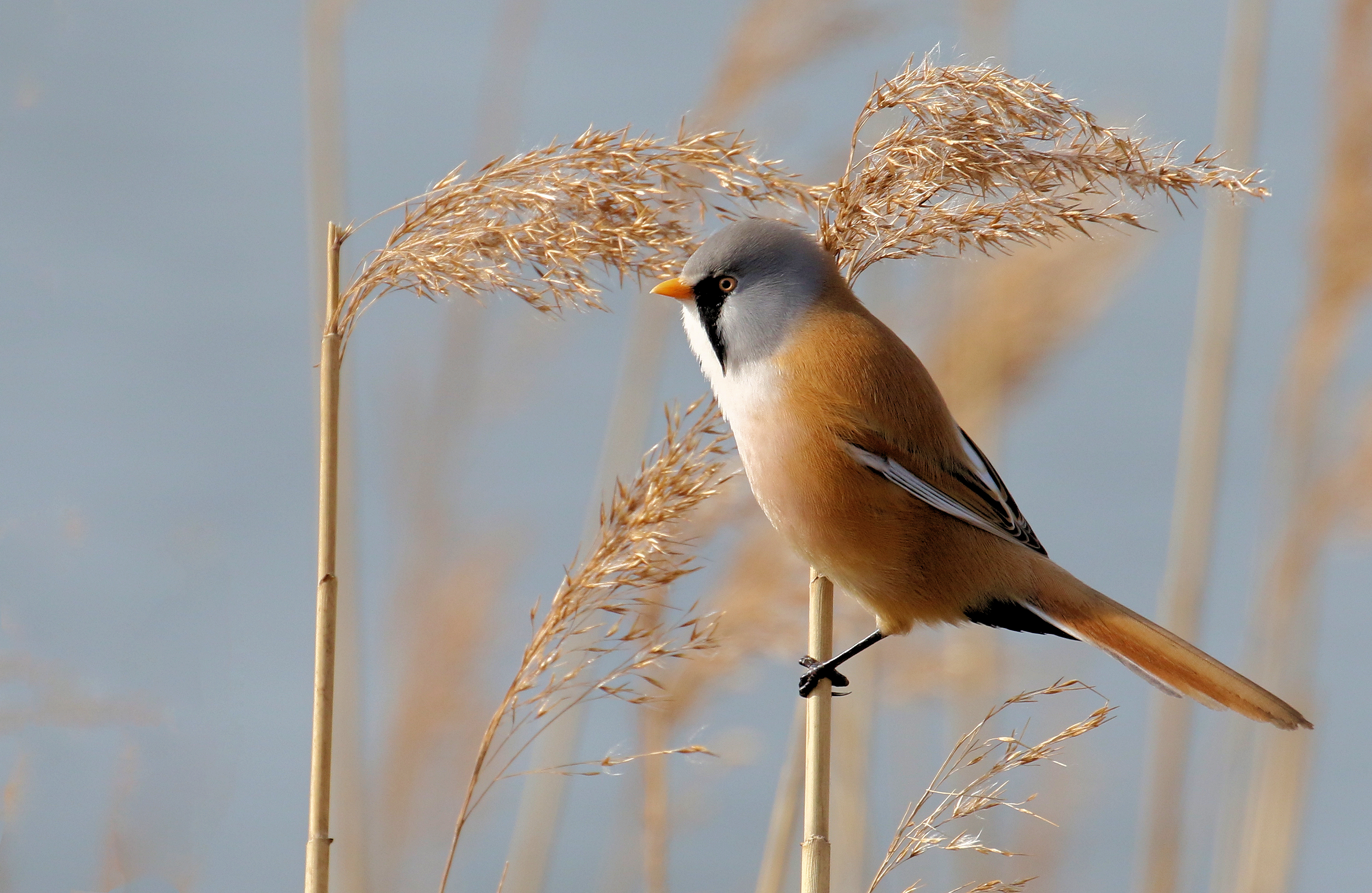 baardmannetje-in-de-top