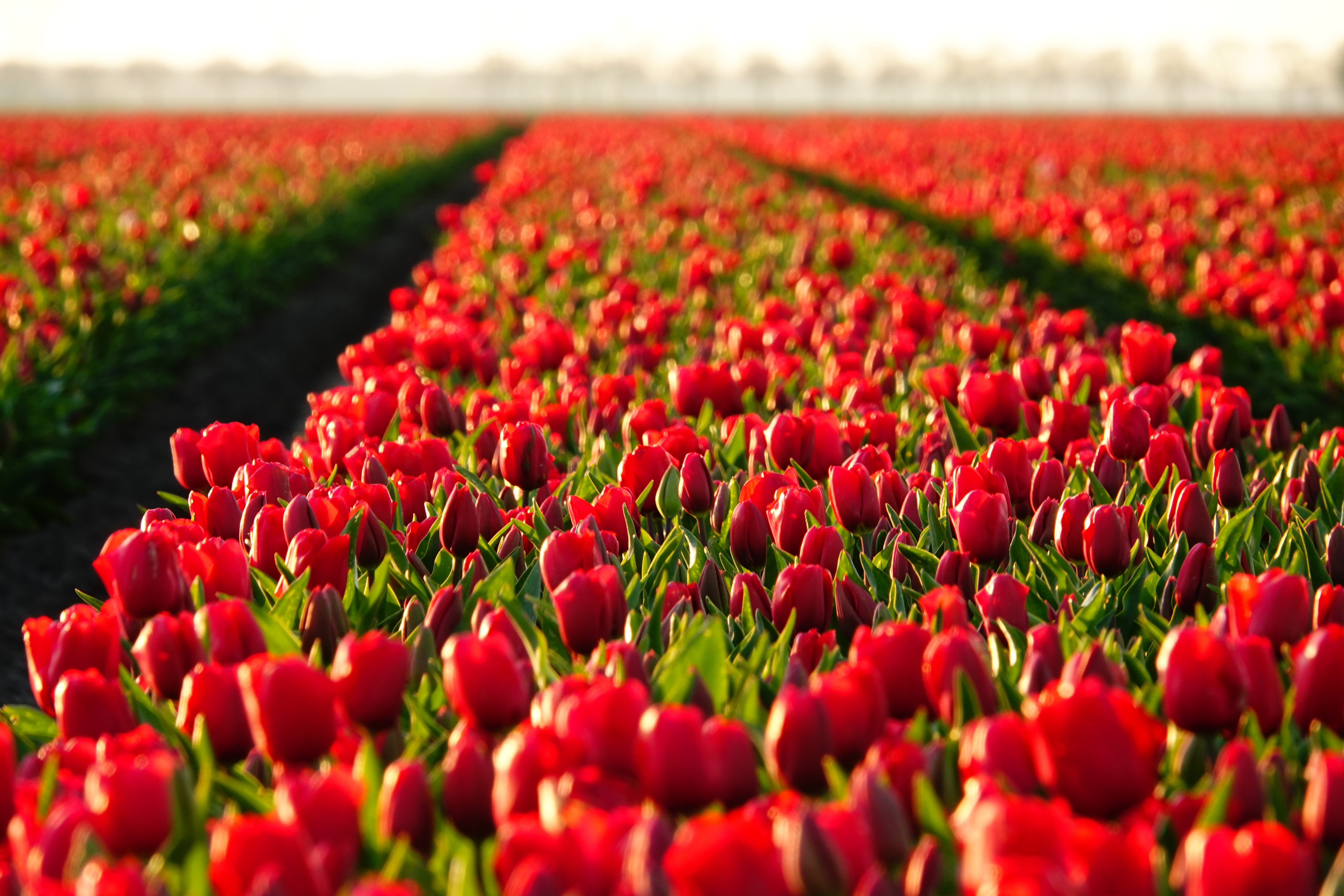 sunset-tulips