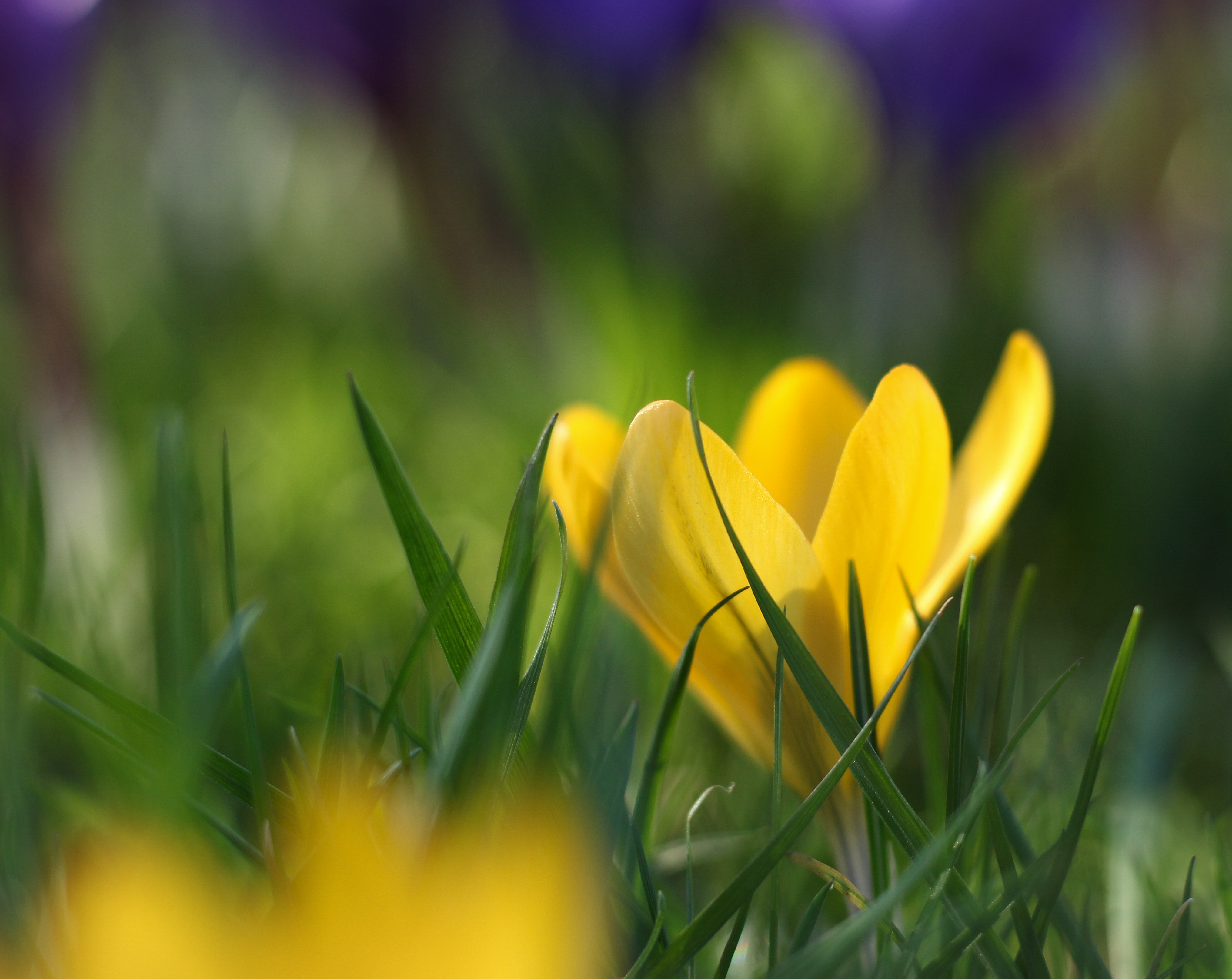 verborgen-tussen-alle-kleurenpracht