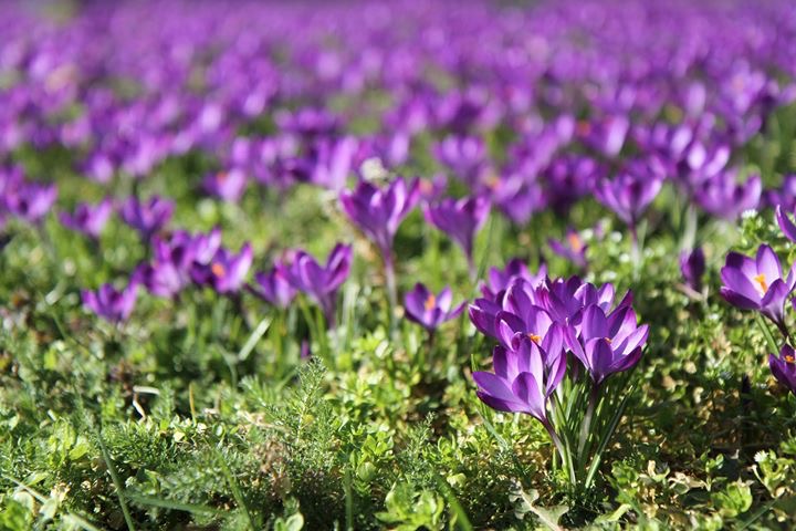 een-paarse-zee-in-arnhem