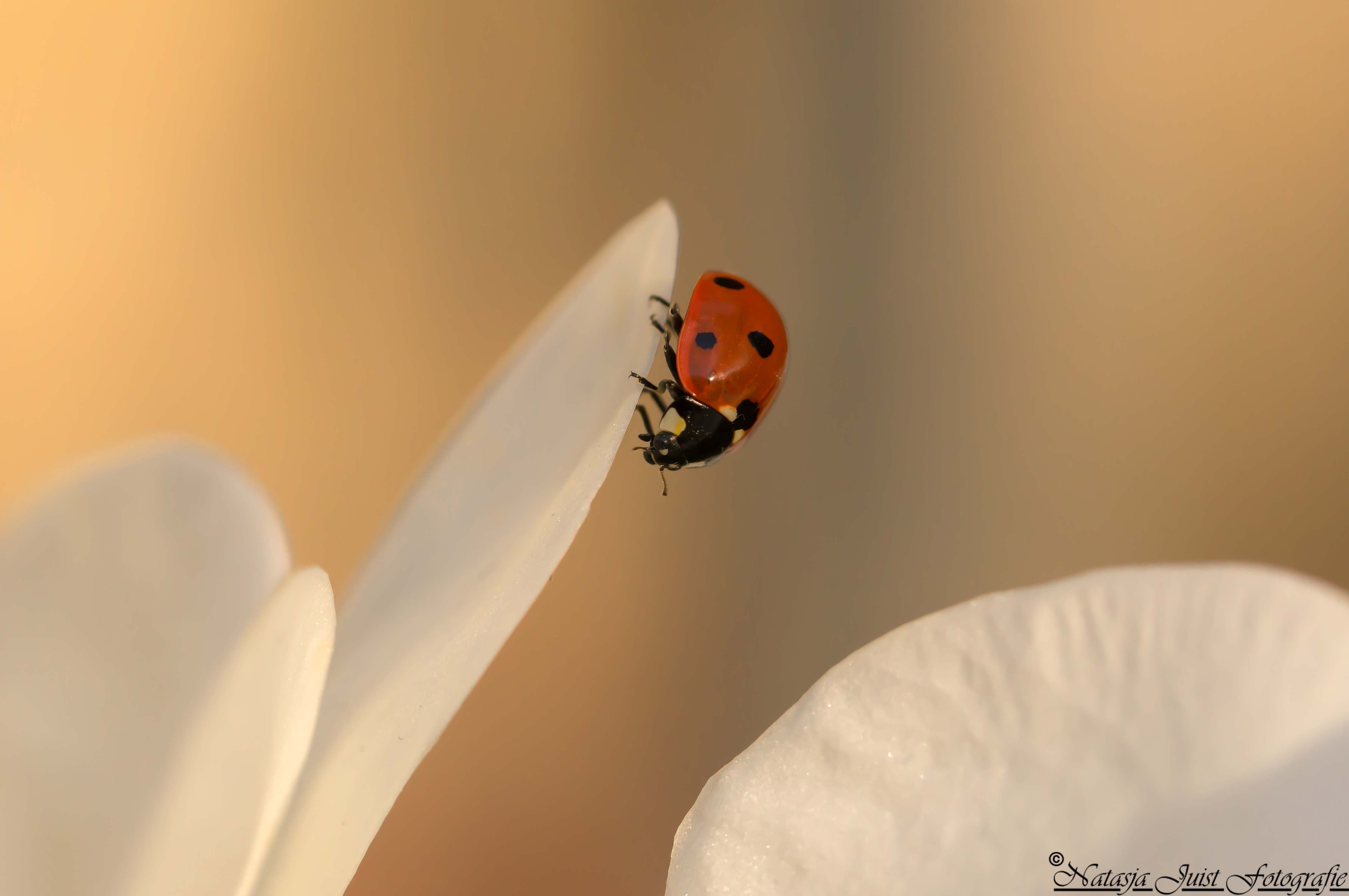 mooi-weer-ze-zijn-er-weer